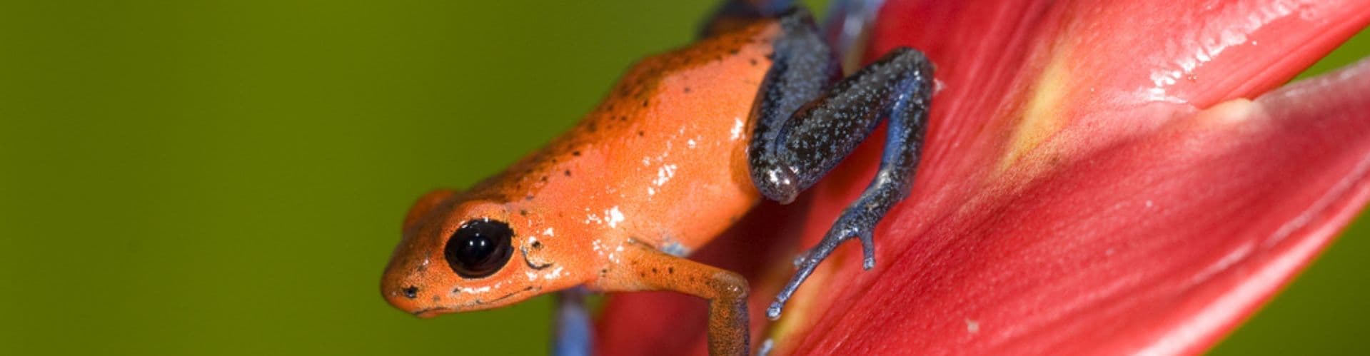 Puerto Viejo Sarapiqui, Costa Rica