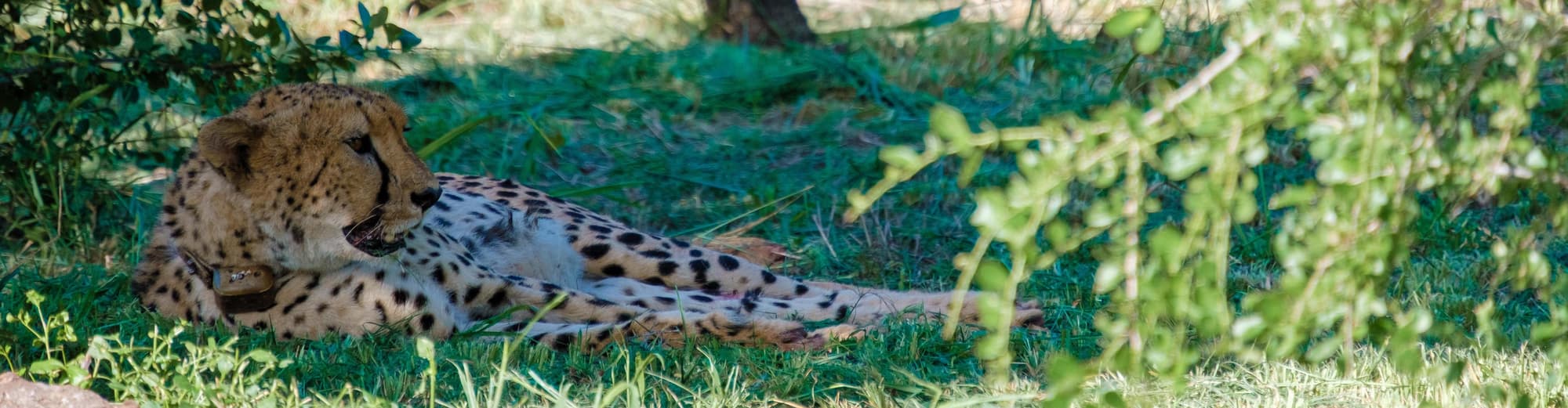 Hoedspruit, Jihoafrická republika