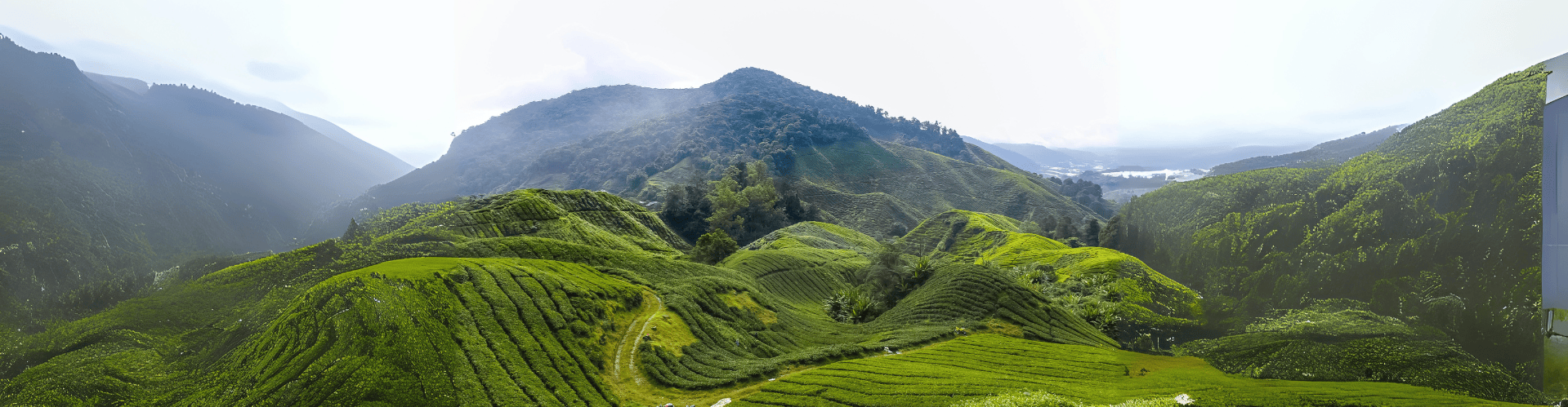 Cameron Highlands, Malaysia