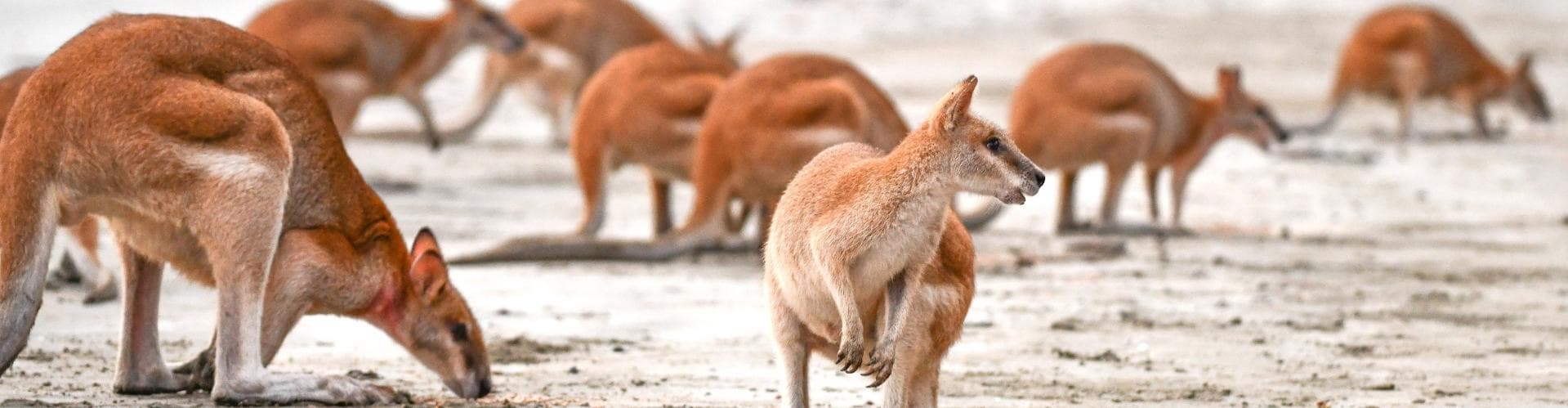 Kangaroo Island, Australia