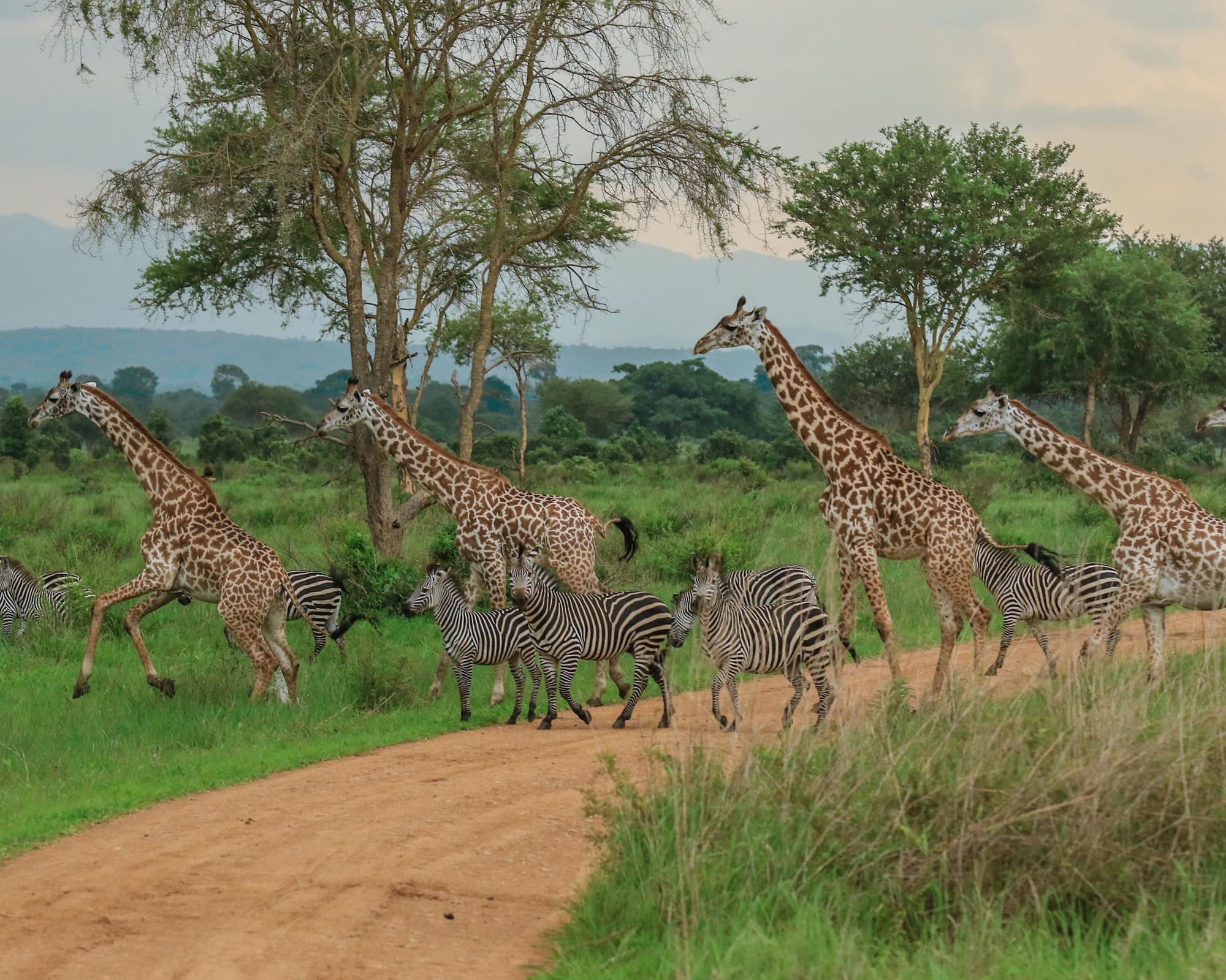 Saadani Nationalpark, Tanzania