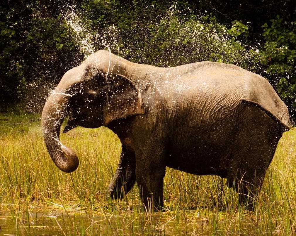 Wilpattu National Park, Sri Lanka
