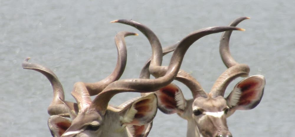 Destiny Blo Inn, Game drive