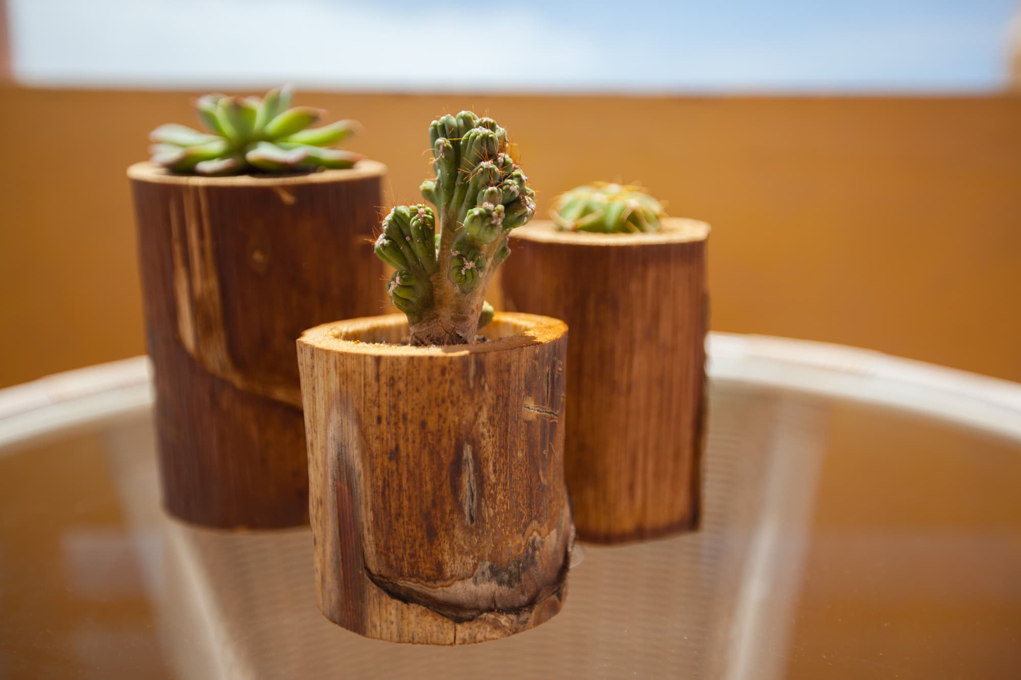 Corallium Dunamar by Lopesan Hotels, Terrace