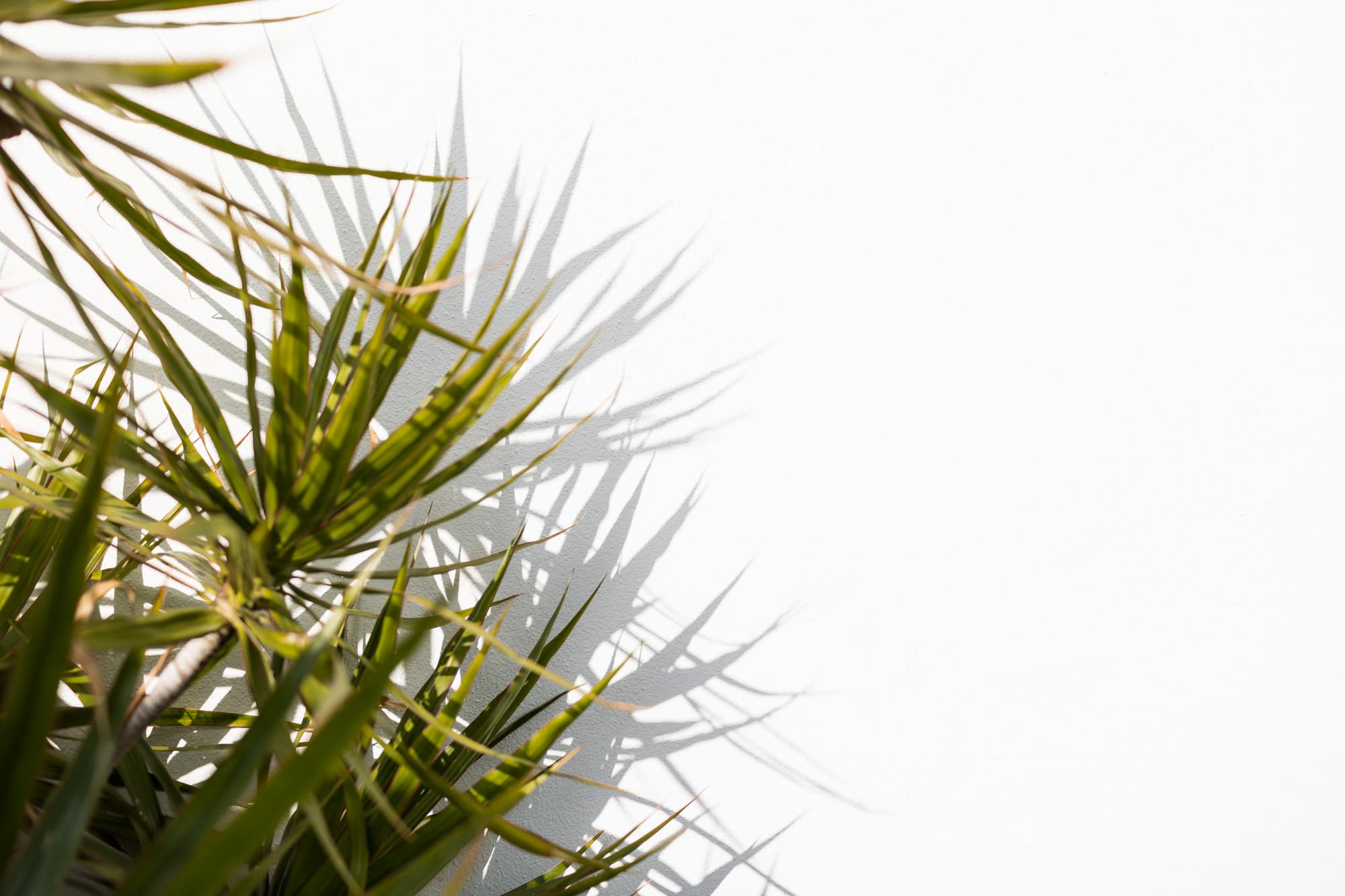 Sagitario Princesa Playa, General view