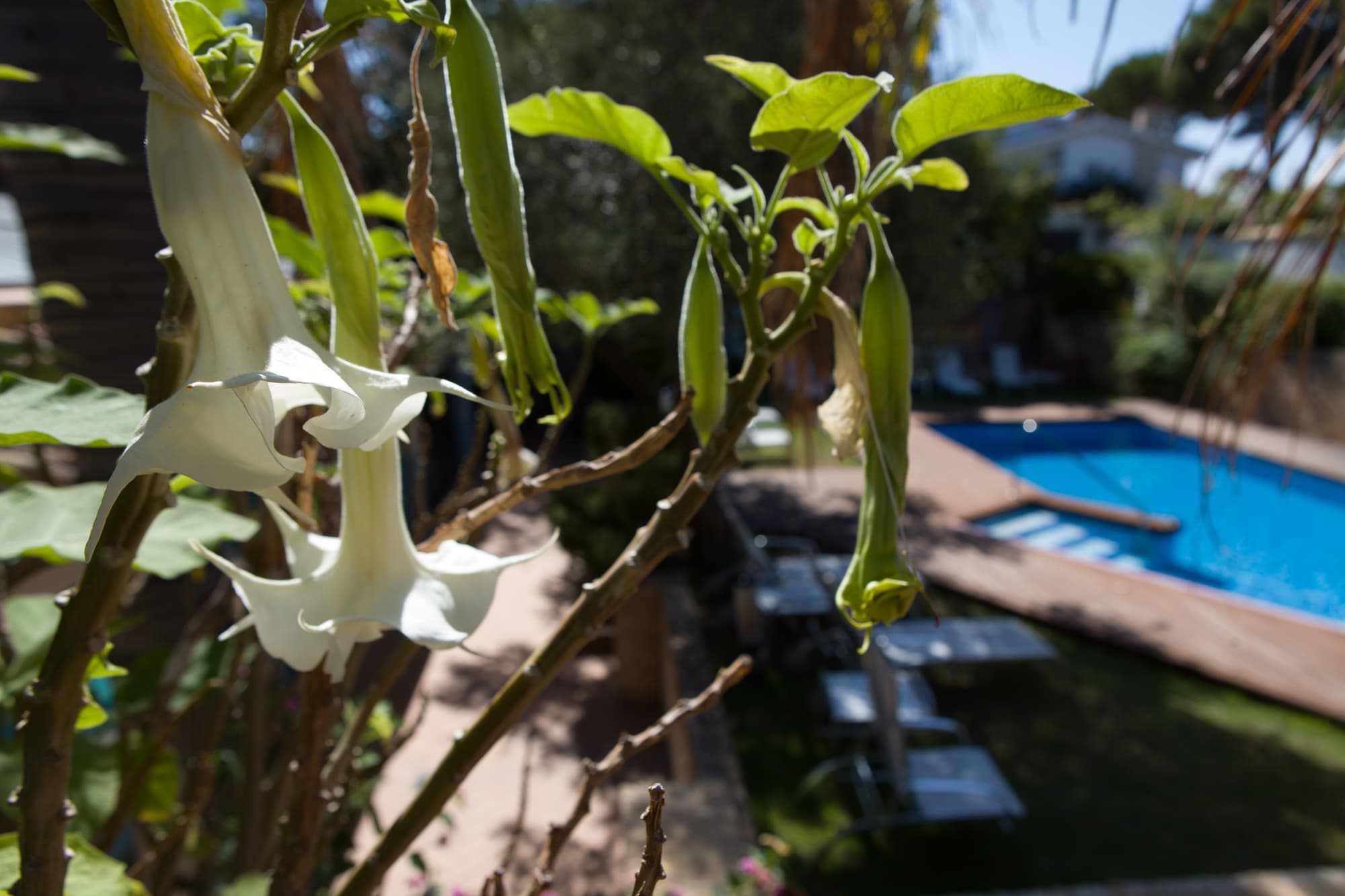 Soho Boutique Vistahermosa, Pool