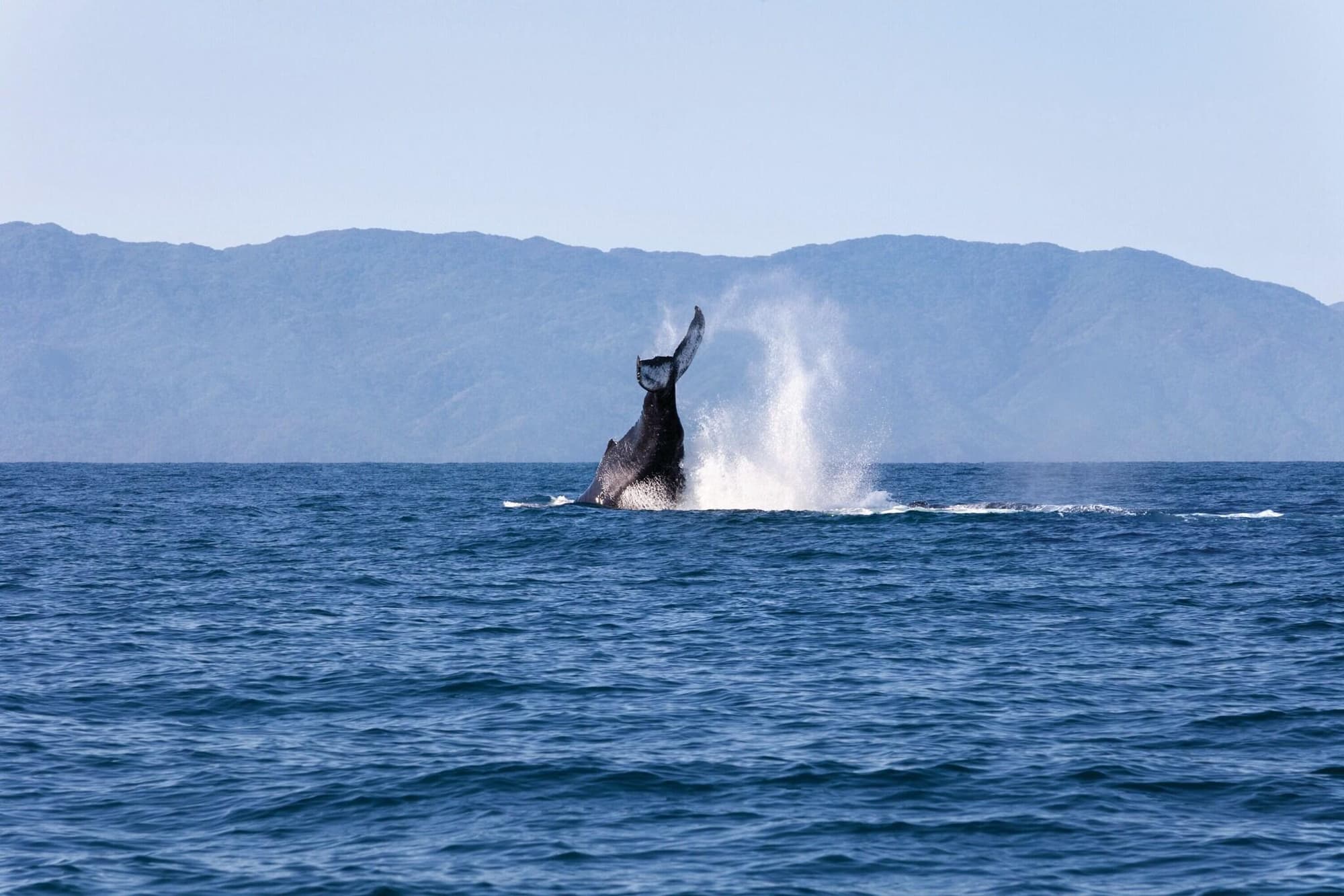 Hyatt Ziva Puerto Vallarta, General view