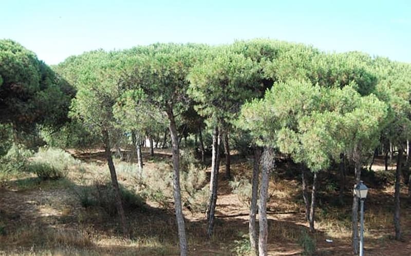 On Family Islantilla, General view