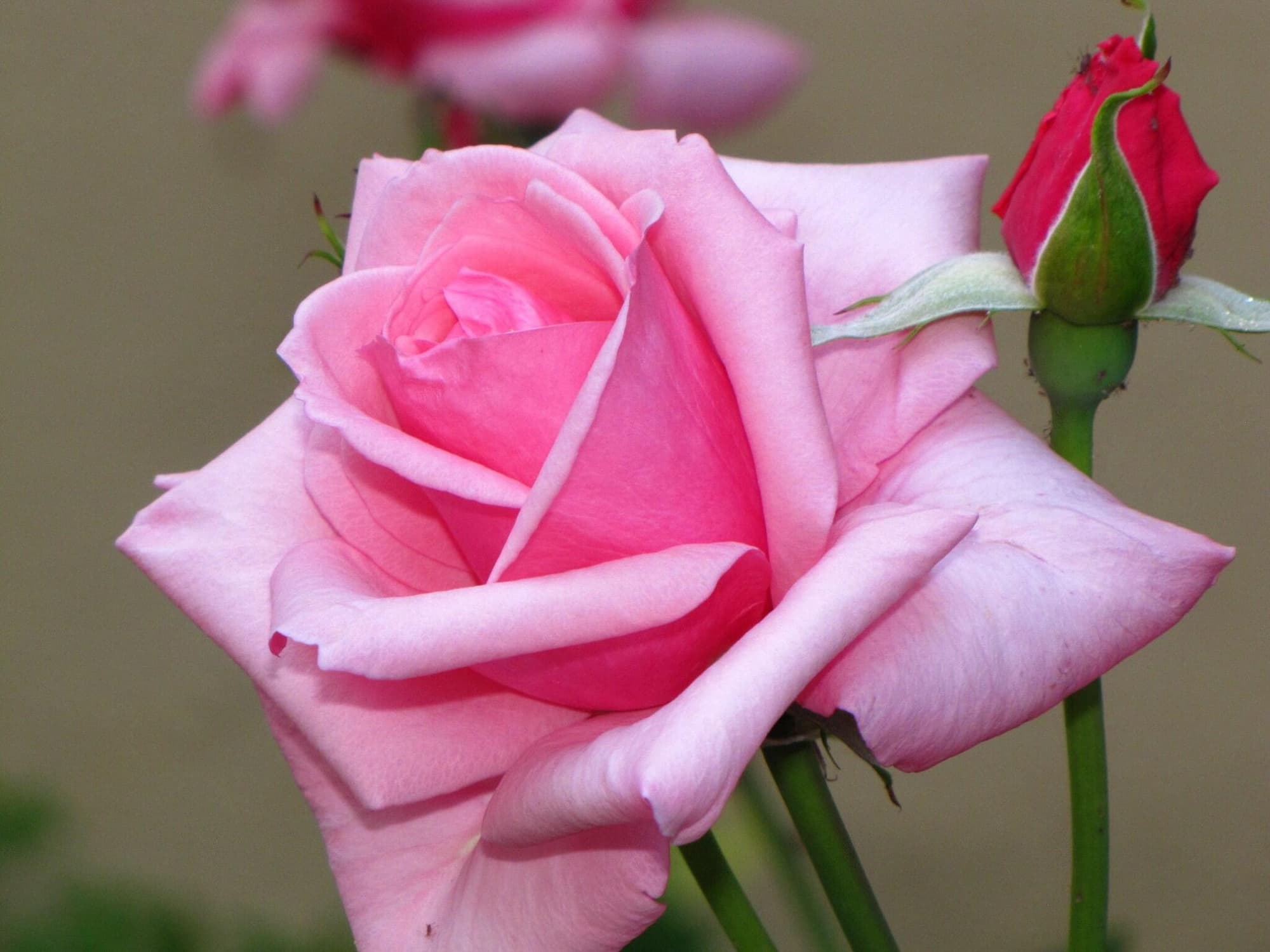 Futura, General view