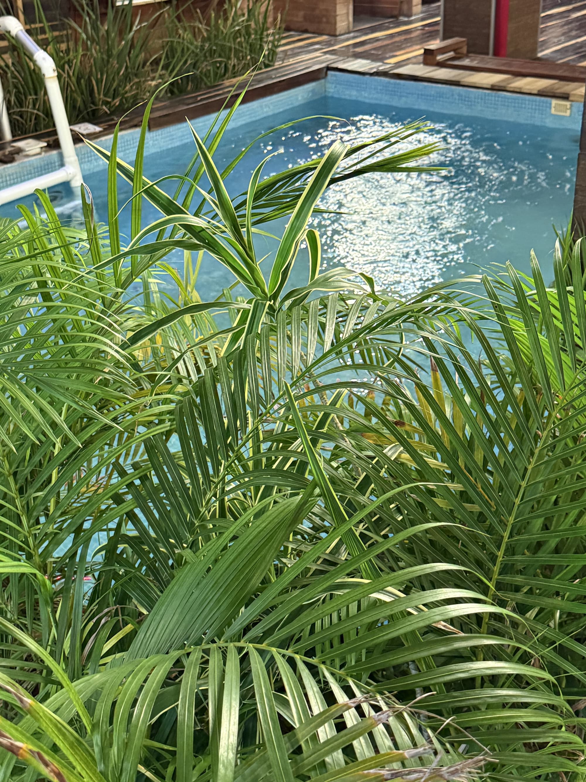 Hotel Kavia 5th Avenida, Pool