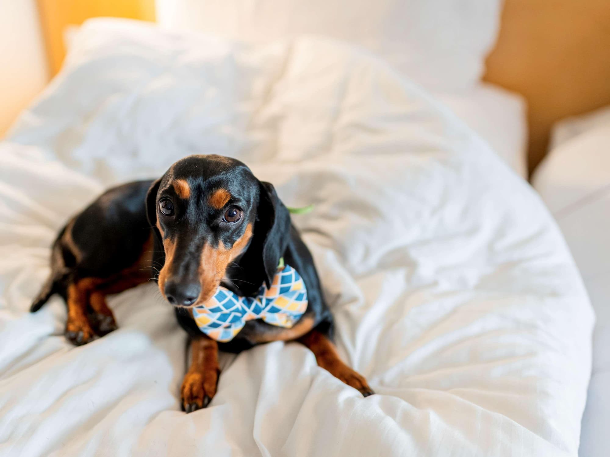 ibis New Delhi Aerocity, Room