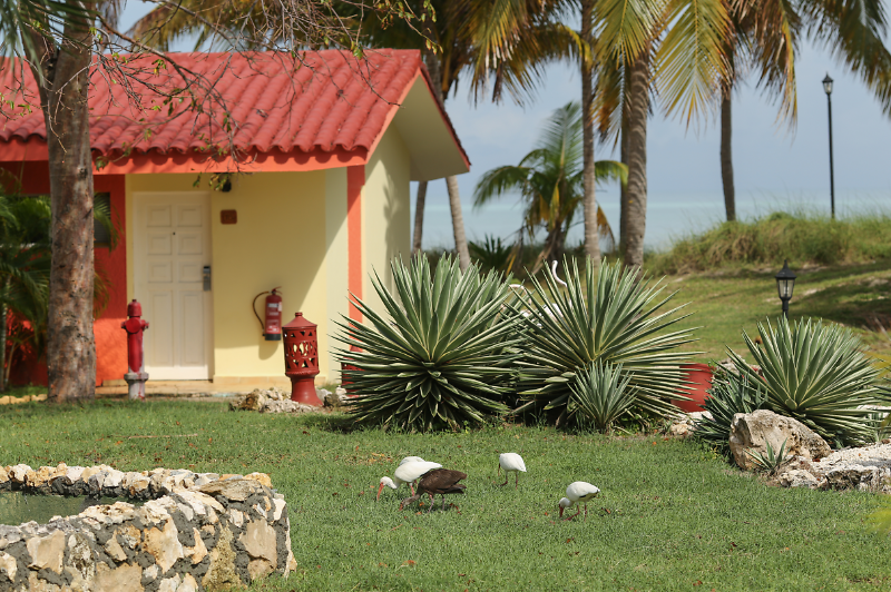 Starfish Cayo Guillermo, General view
