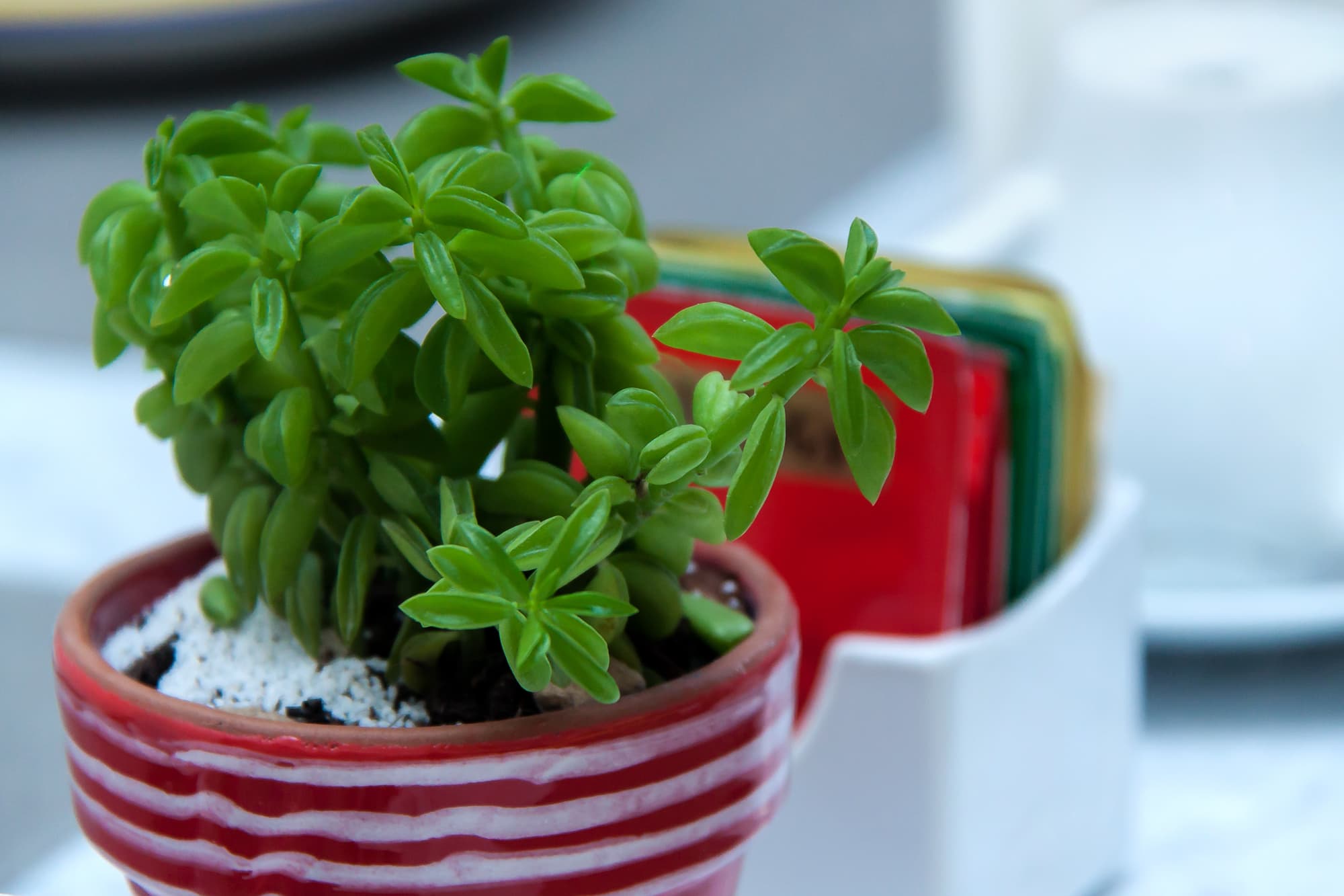 Palazzo Starace, Restaurant