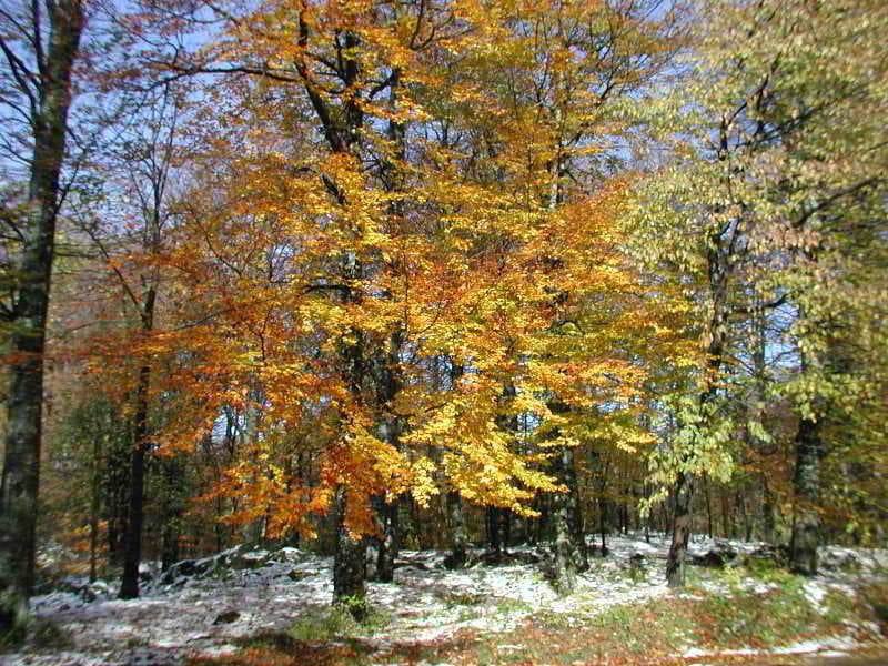 Apartments & rooms Kristic, General view