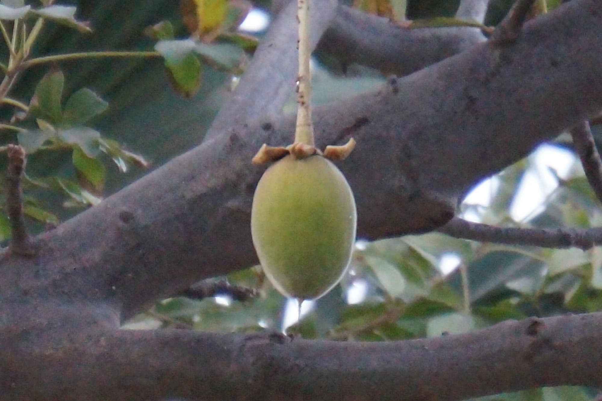 Lemon Creek, Terrace