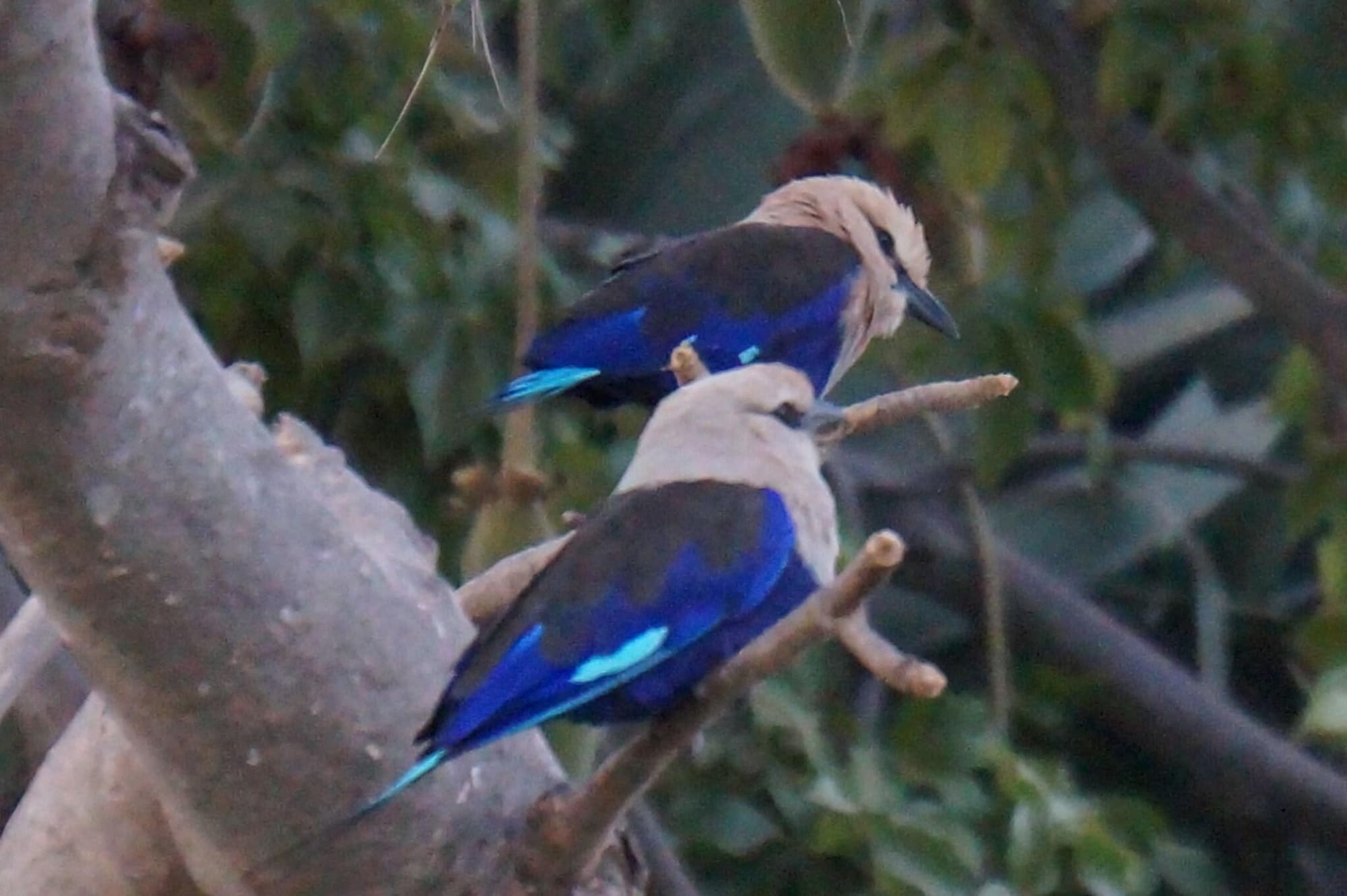 Lemon Creek, General view