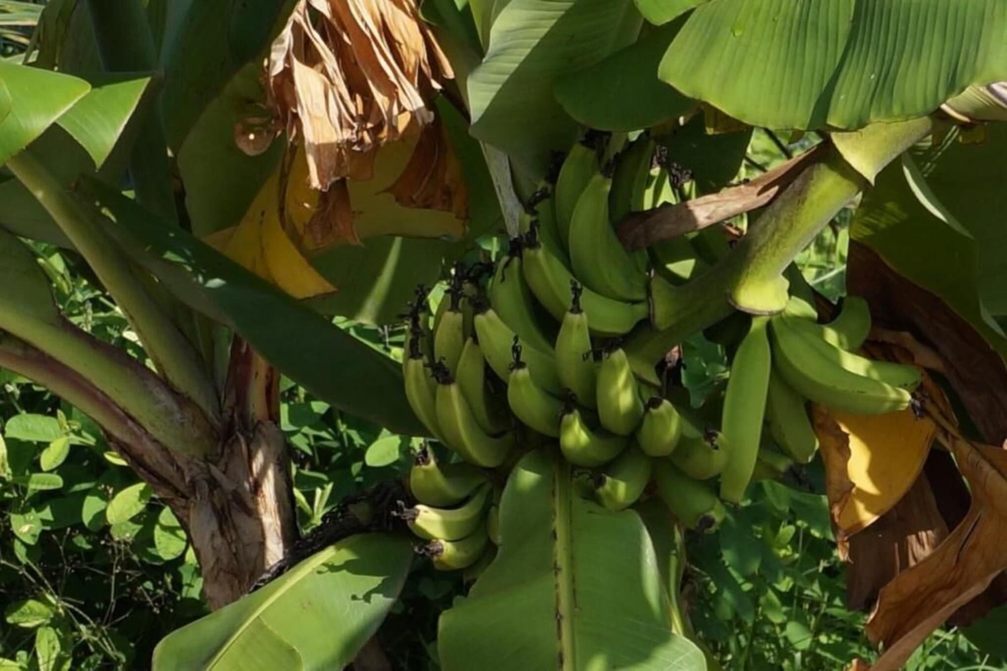 Lemon Creek, General view