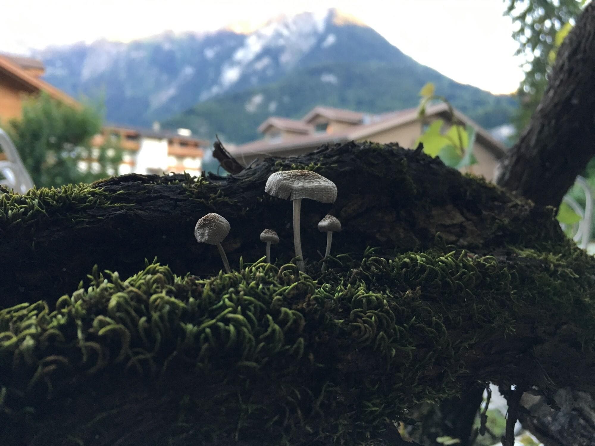 Alpenrose Hotel & Garden, Room