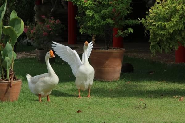 Porto Preguica Resort, General view