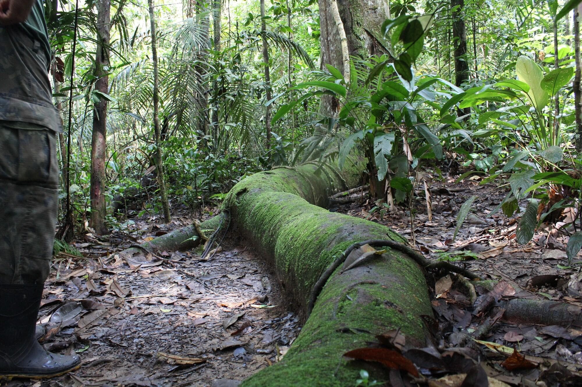 Amazon Ecopark Jungle Lodge, Sports and Entertainment