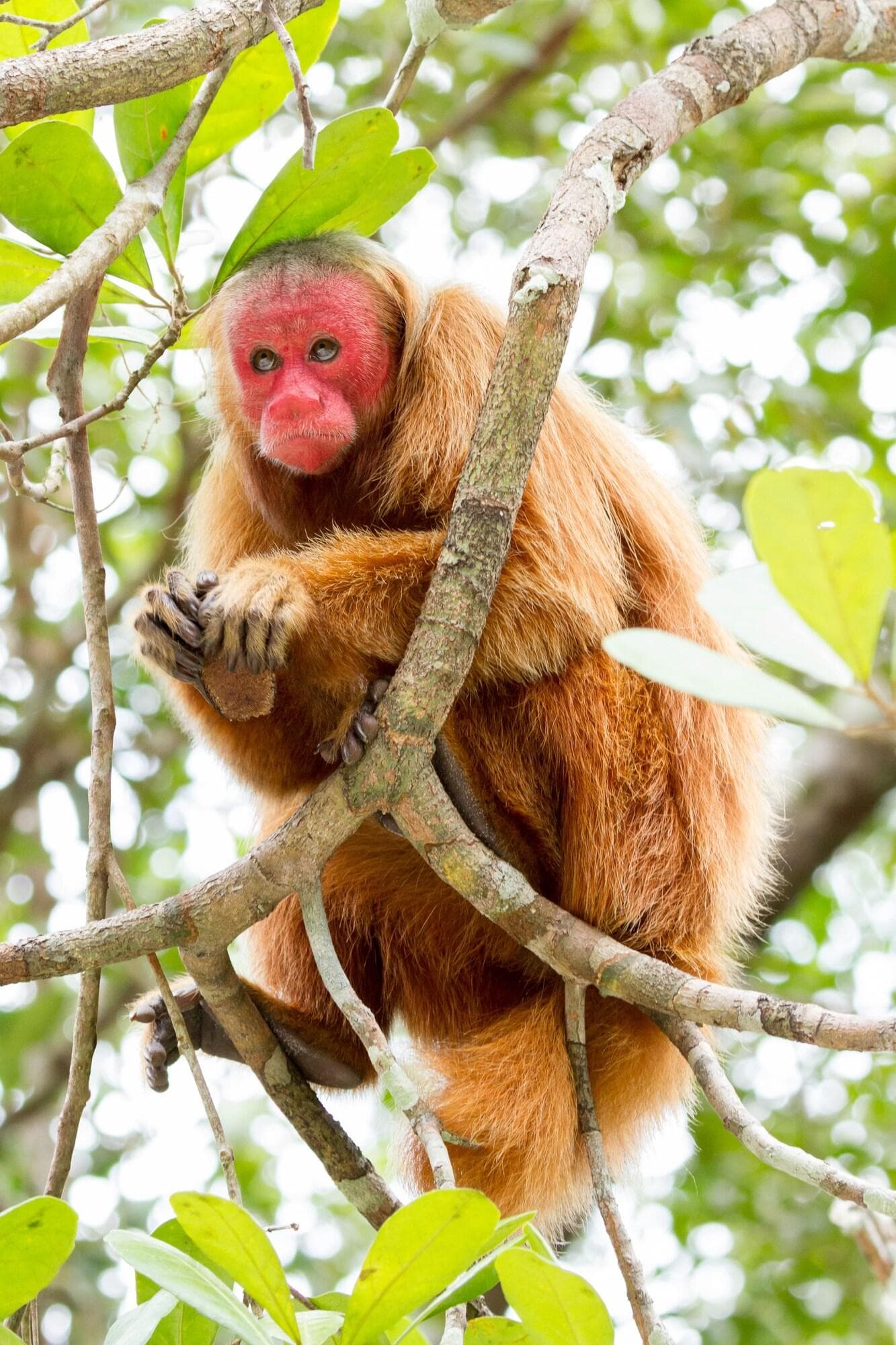 Amazon Ecopark Jungle Lodge, Sports and Entertainment