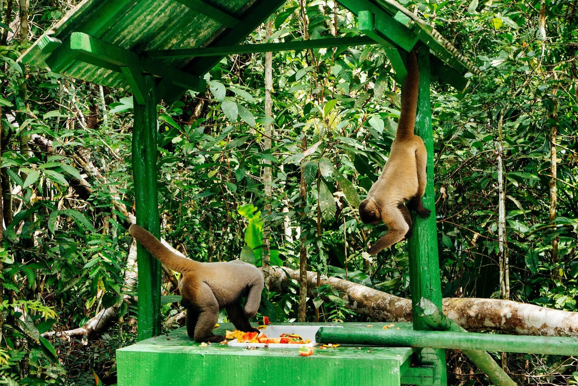 Amazon Ecopark Jungle Lodge, Sports and Entertainment