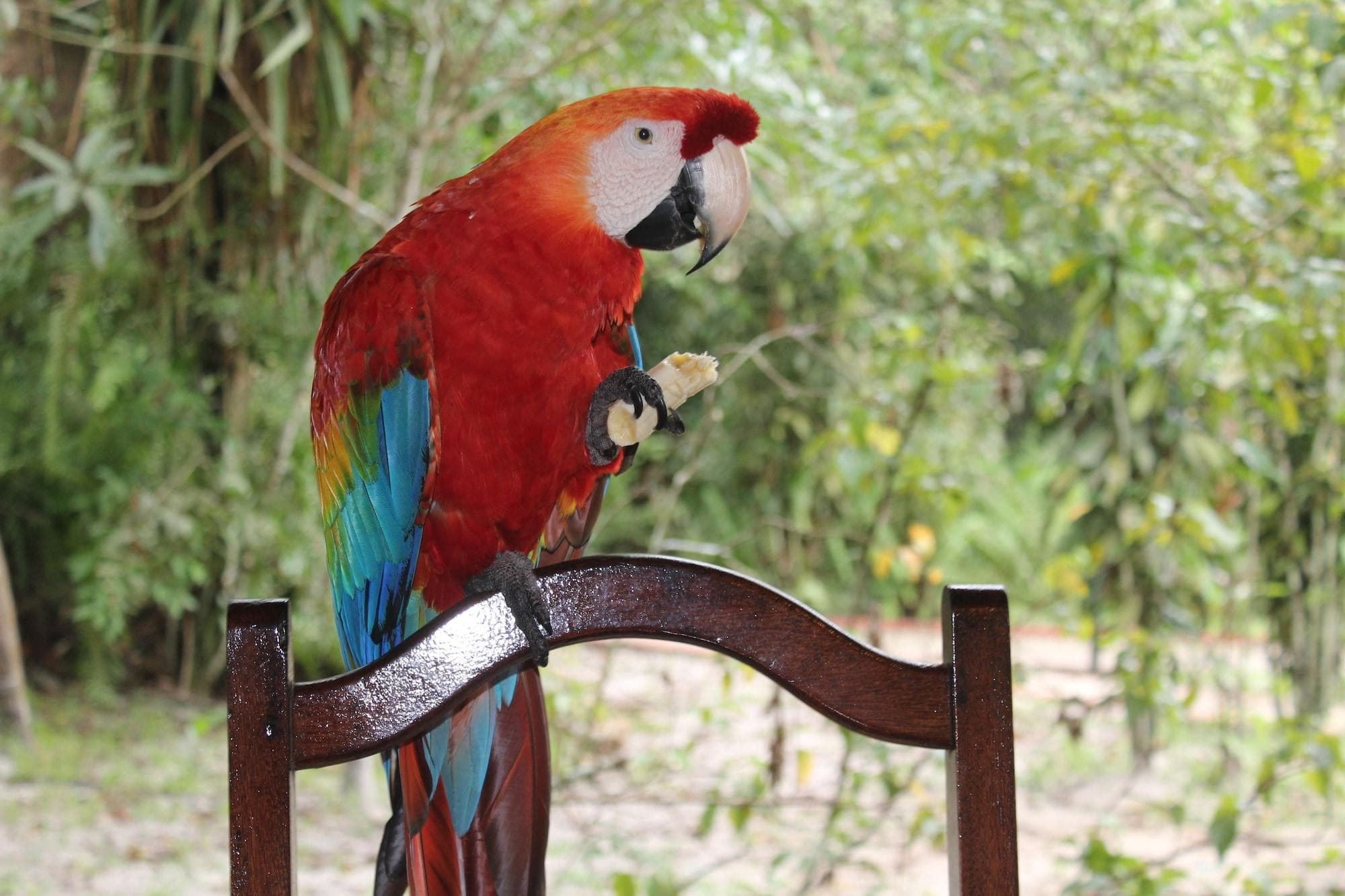 Amazon Ecopark Jungle Lodge, Restaurant