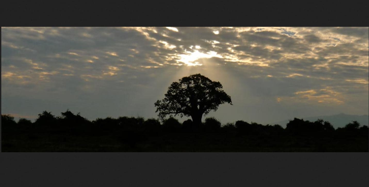 Manyara Wildlife Safari Camp, General view