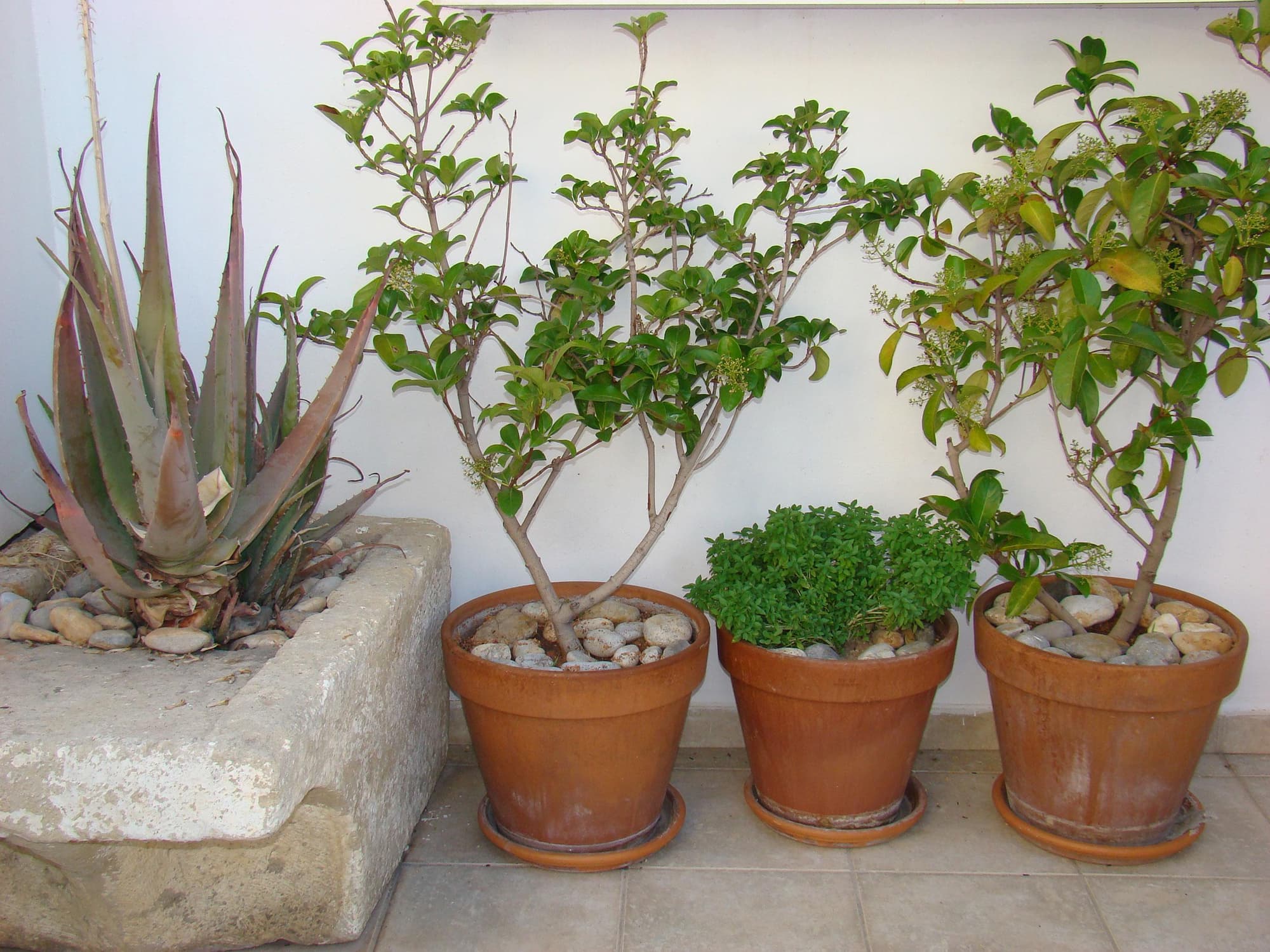 Diamond Apts and Suites, General view