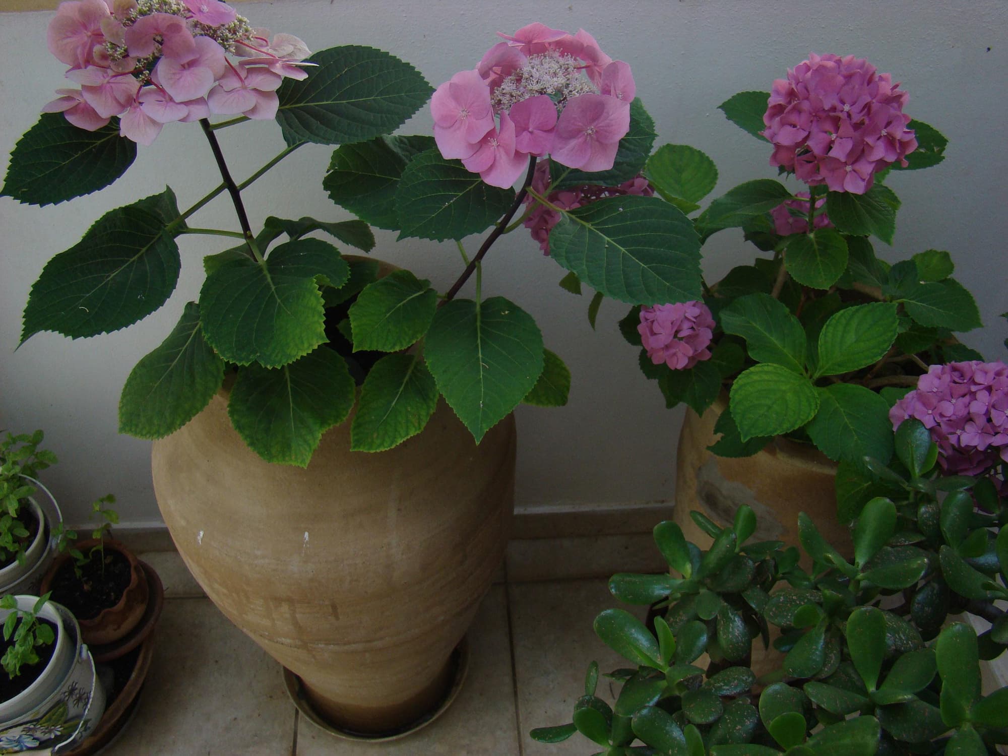 Diamond Apts and Suites, General view