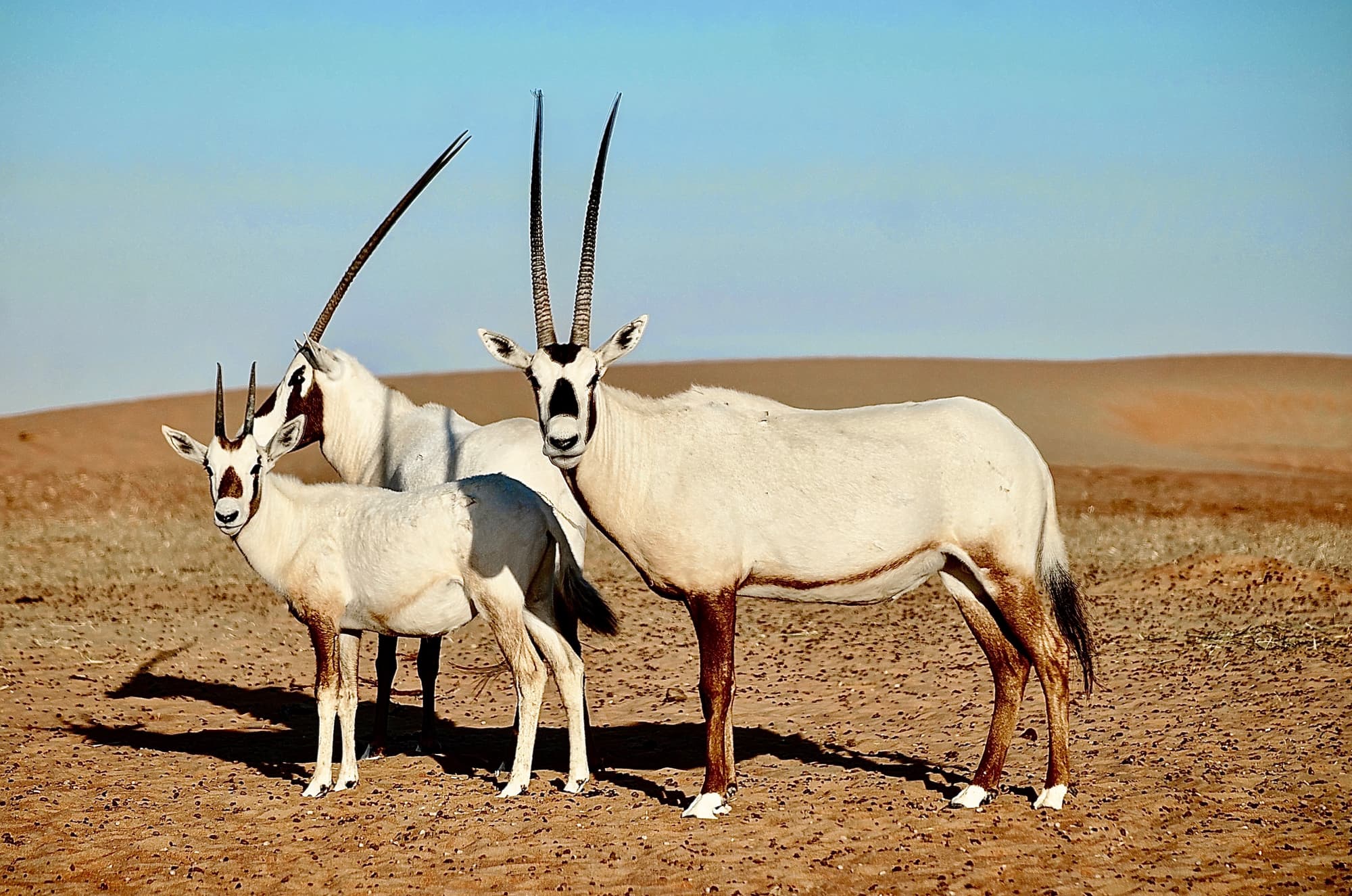 Telal Resort Al Ain, General view