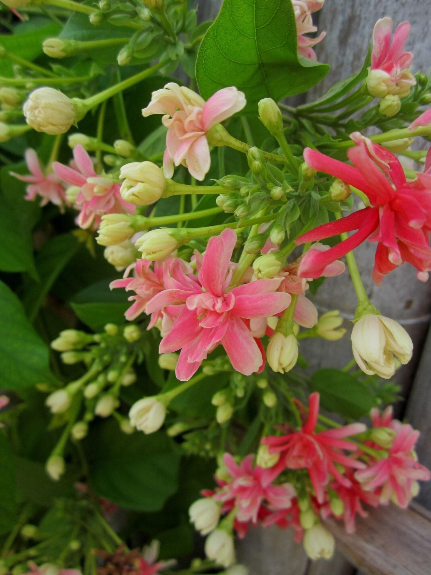 Pingchan Koh Phangan Beachfront Resort, General view
