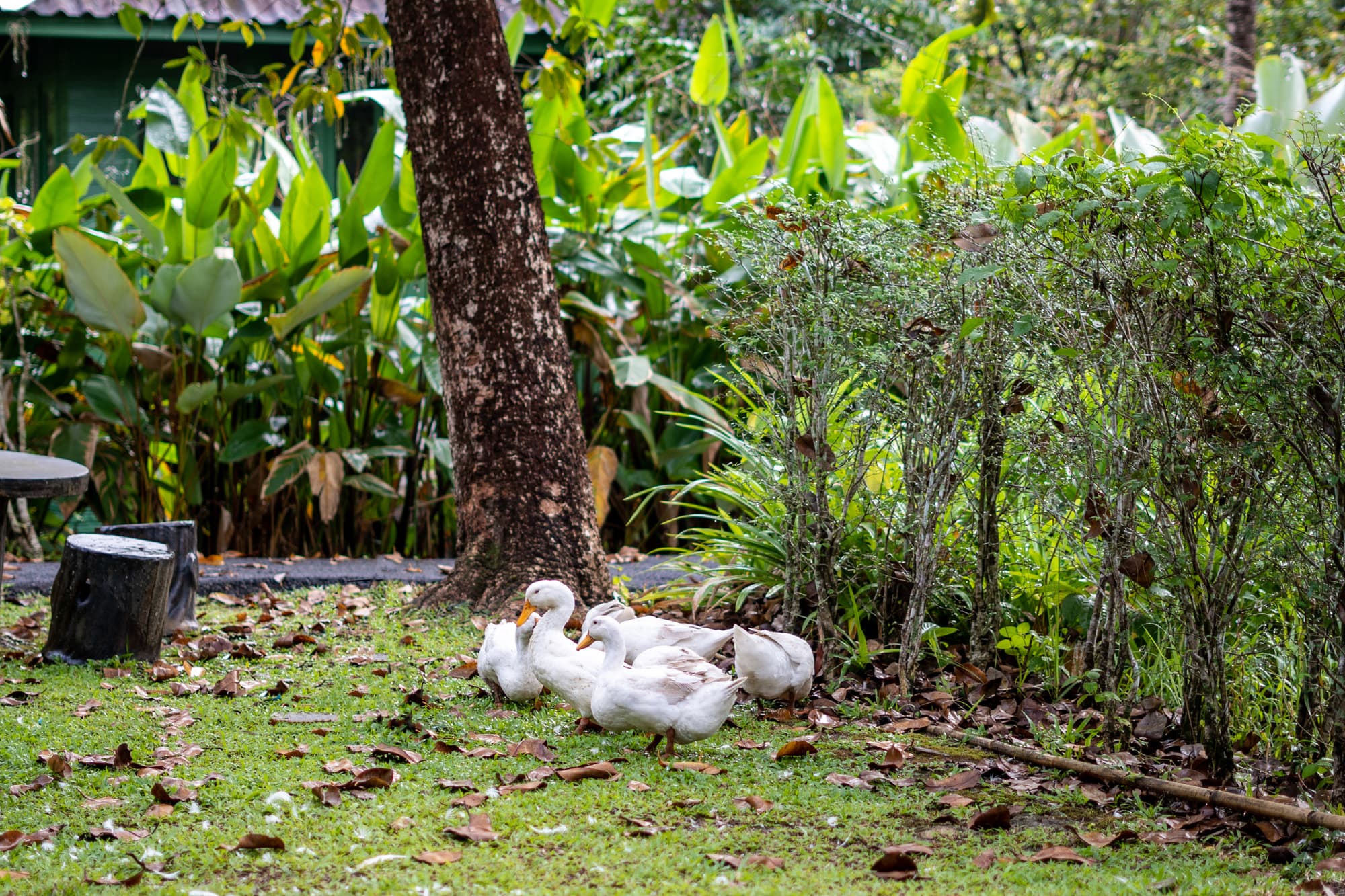 Krabi Pooltara Resort, General view