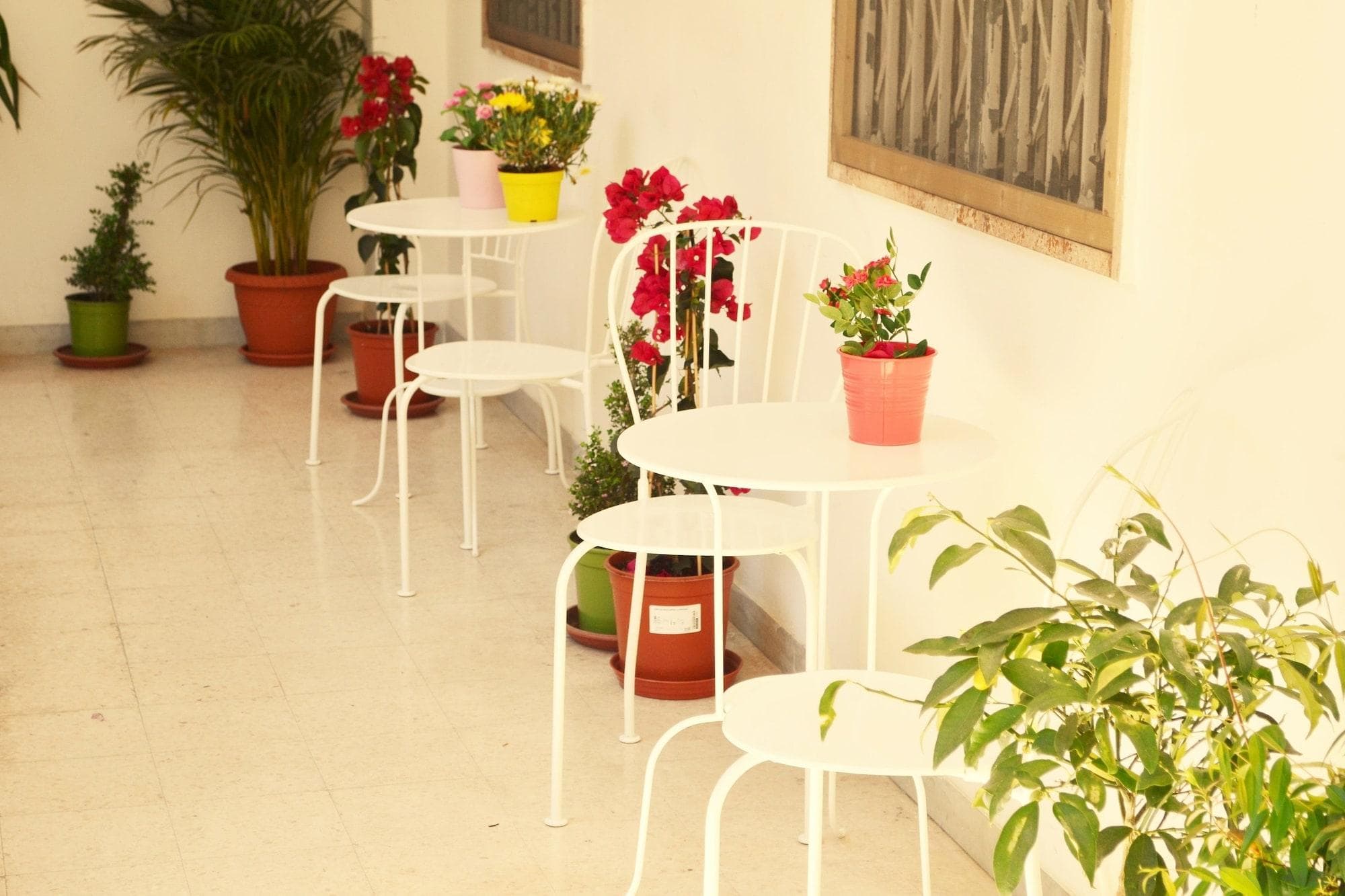 Olive Tree Hostel, Terrace