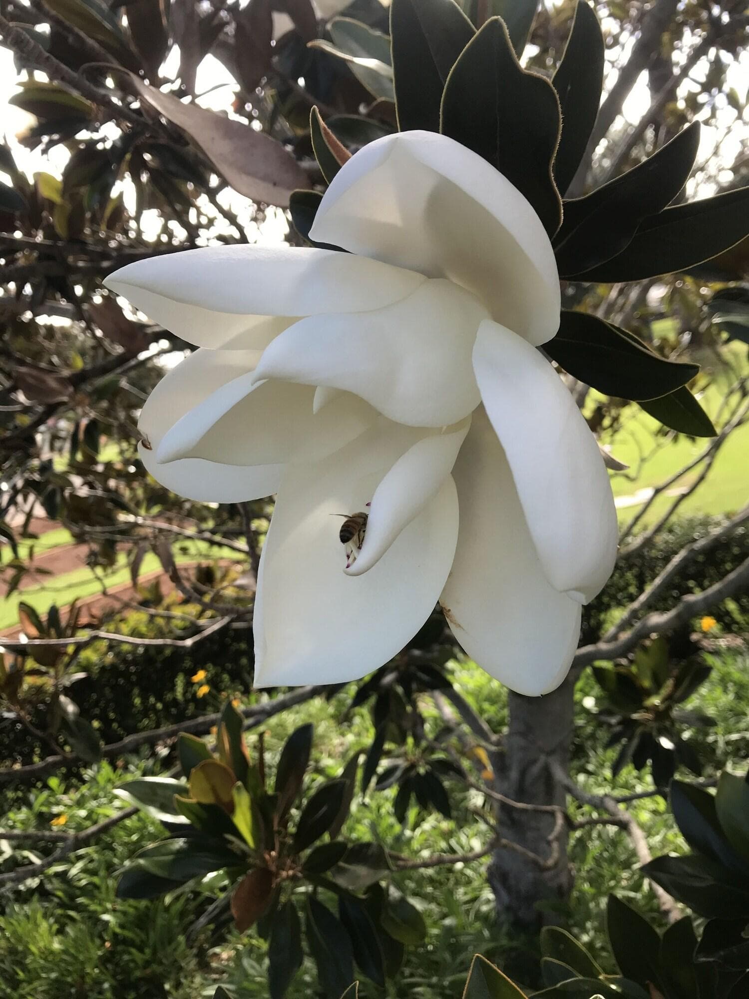 Park Motor Inn, General view