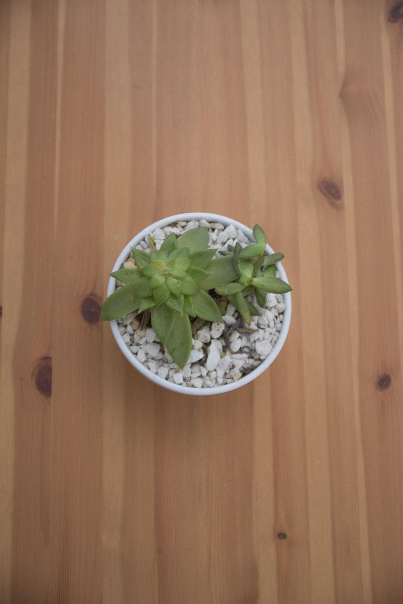 Douskos Guesthouse, Room