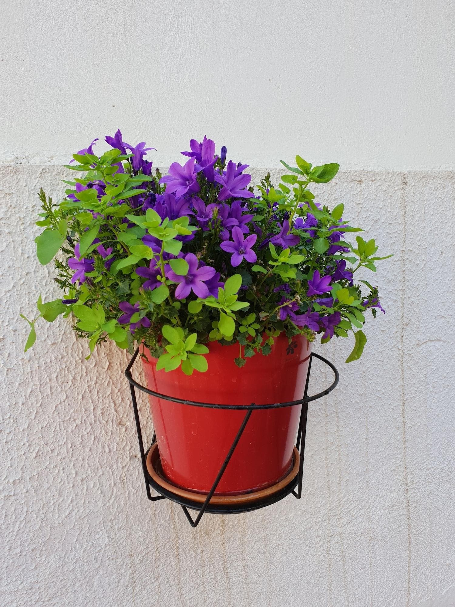 Hostal Liwi, General view