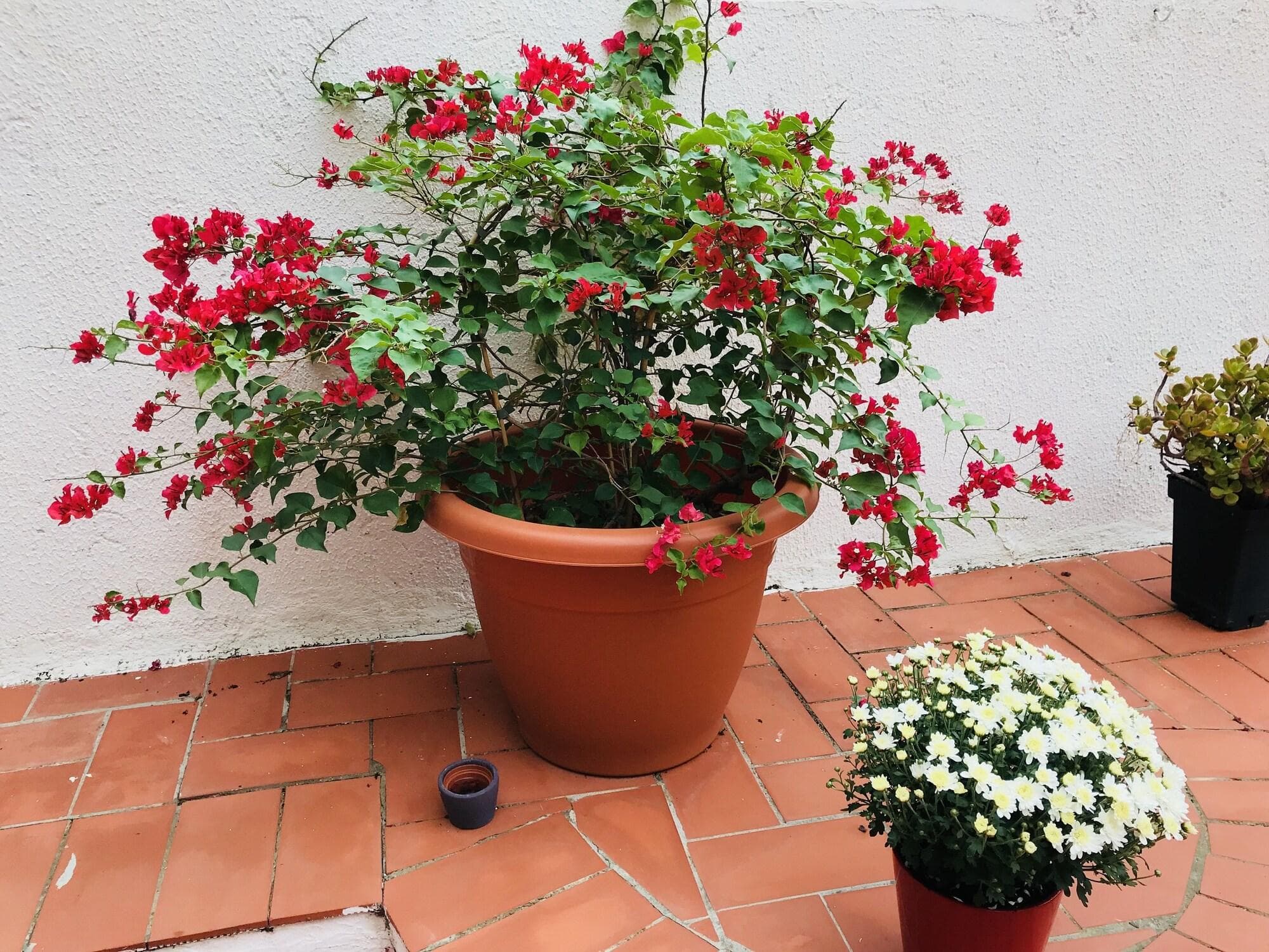 Hostal Liwi, General view