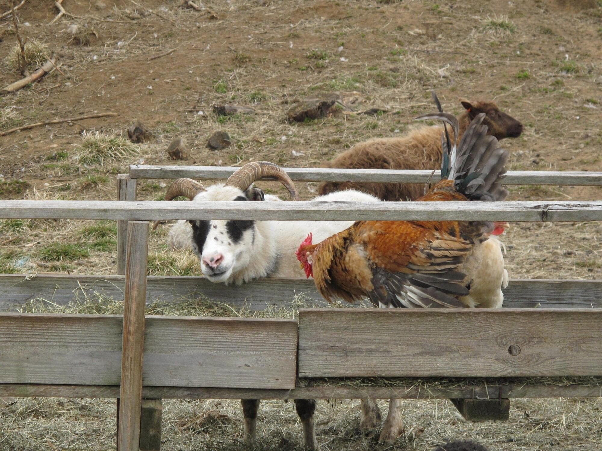 Lamb Inn Öngulsstaðir, General view