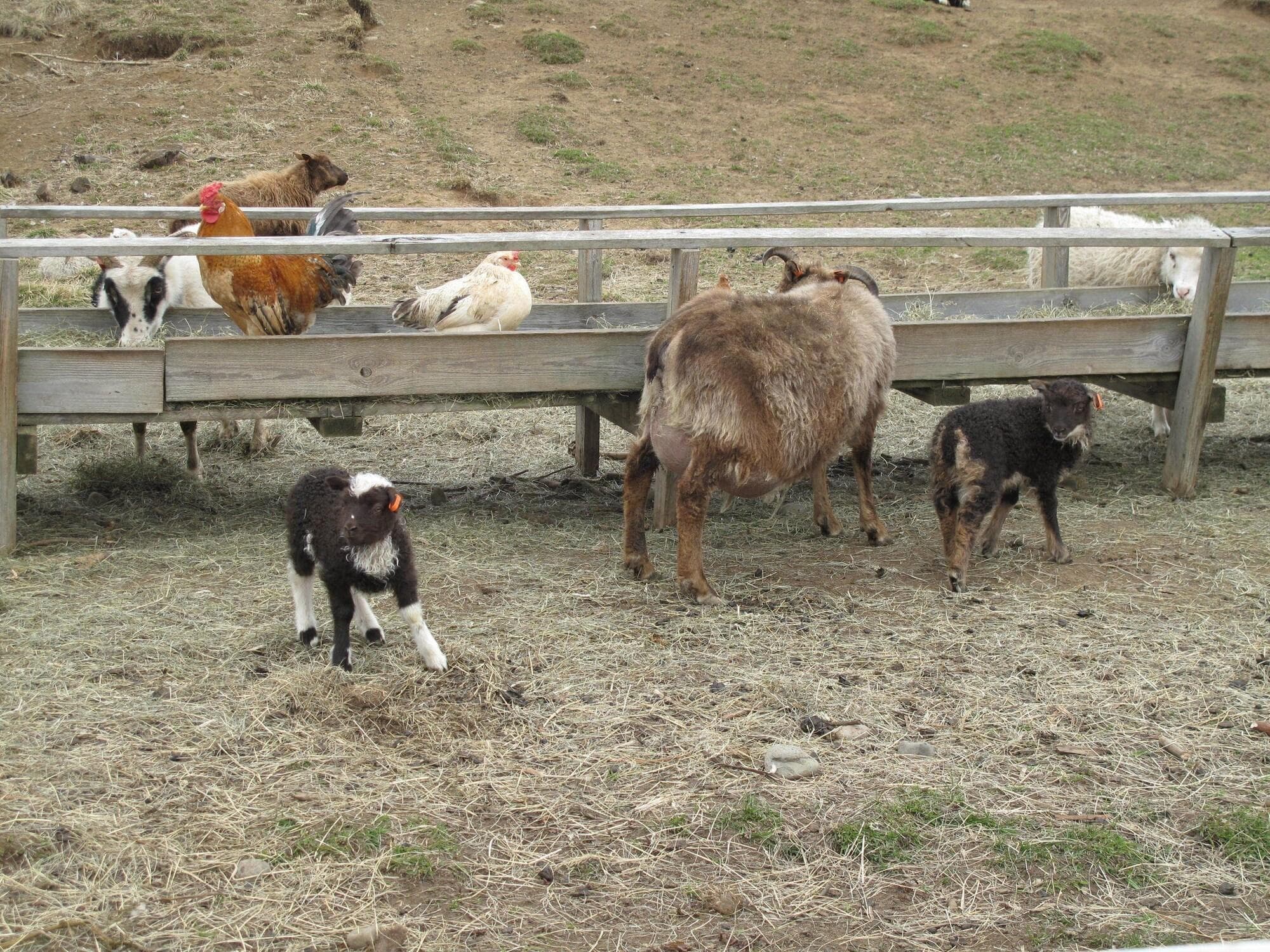 Lamb Inn Öngulsstaðir, General view