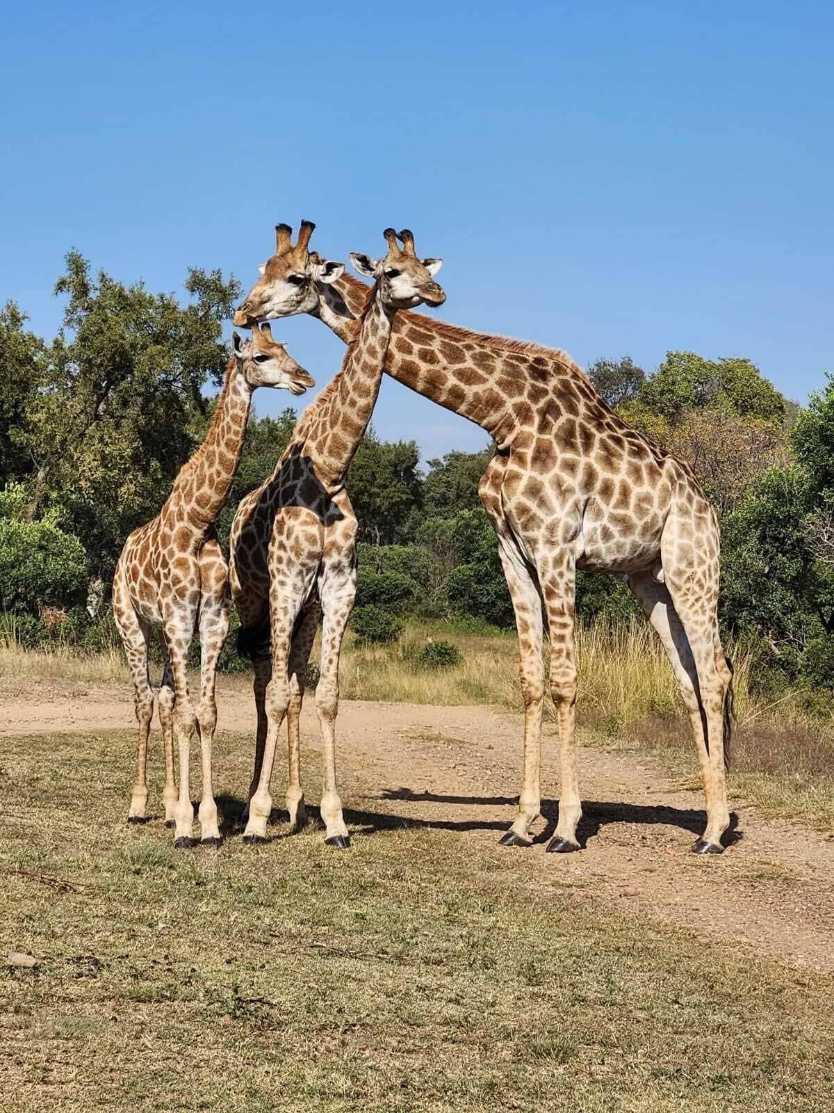 Glen Afric Country Lodge, Sports and Entertainment