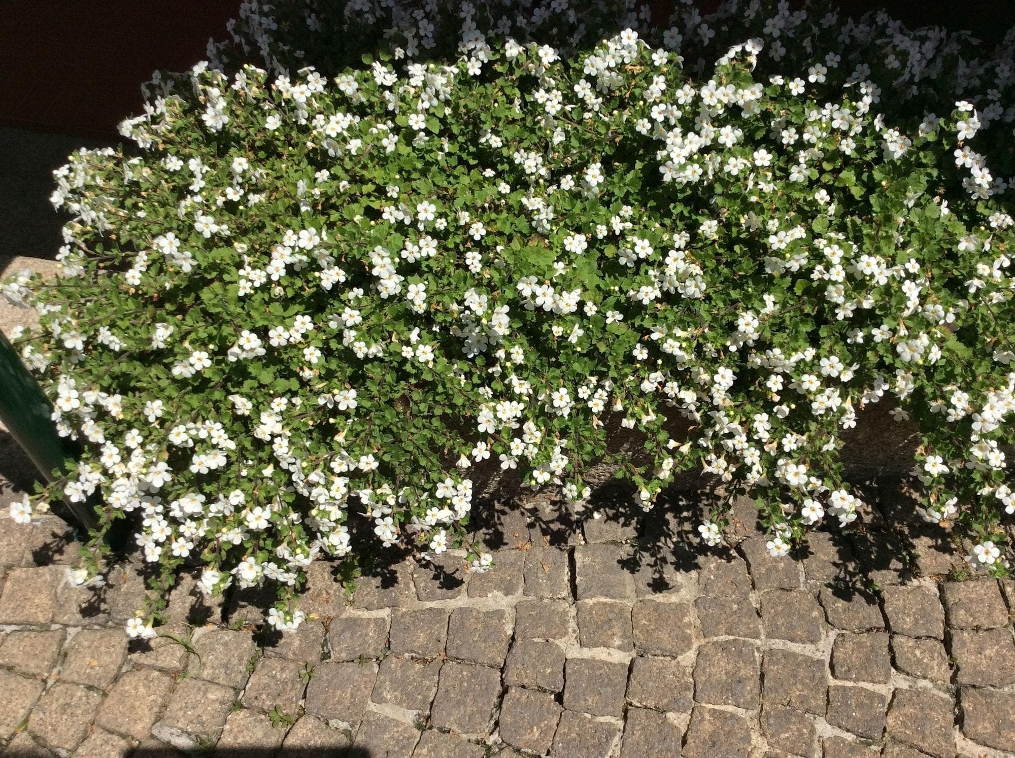 Charming Antas House, General view