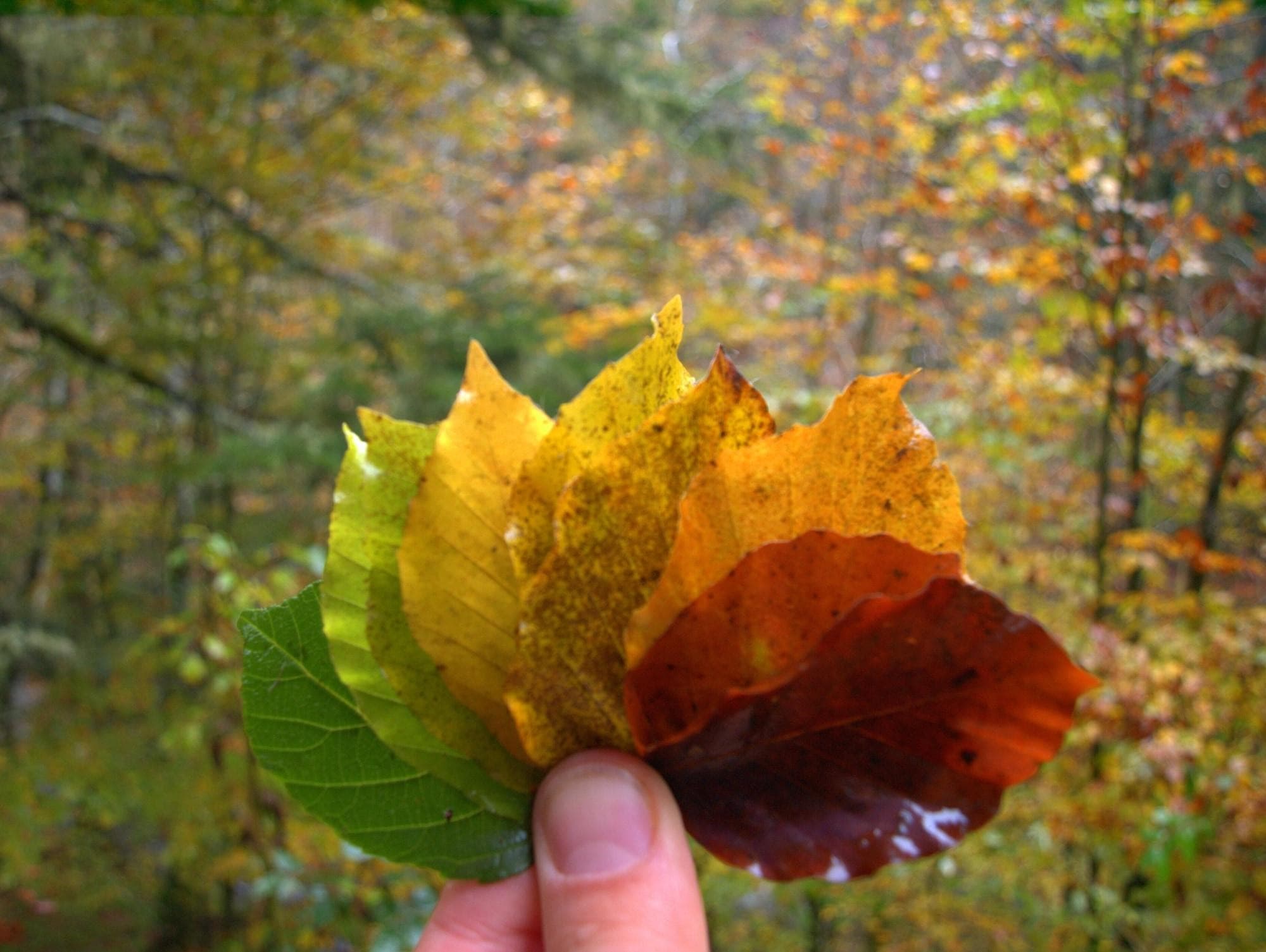 Hotel Valle De Izas, General view