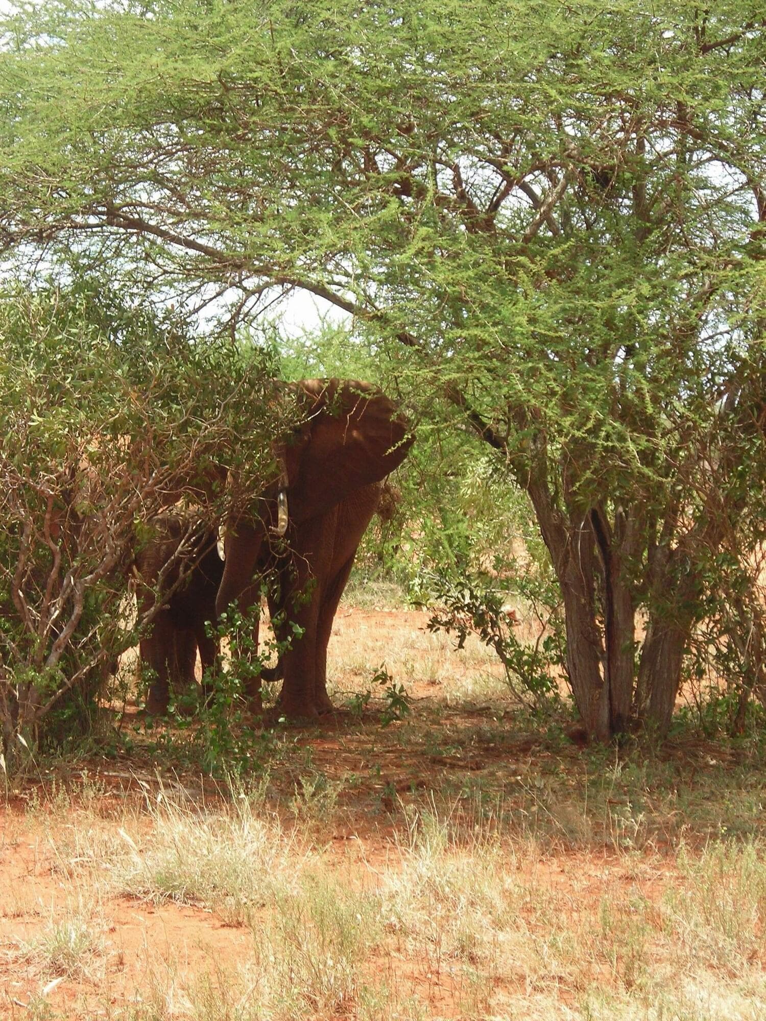 Lily Palm Resort, General view