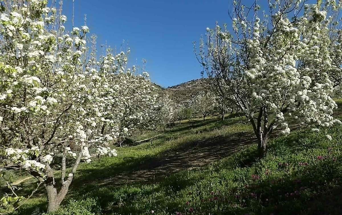 Arodamos Traditional Houses, General view