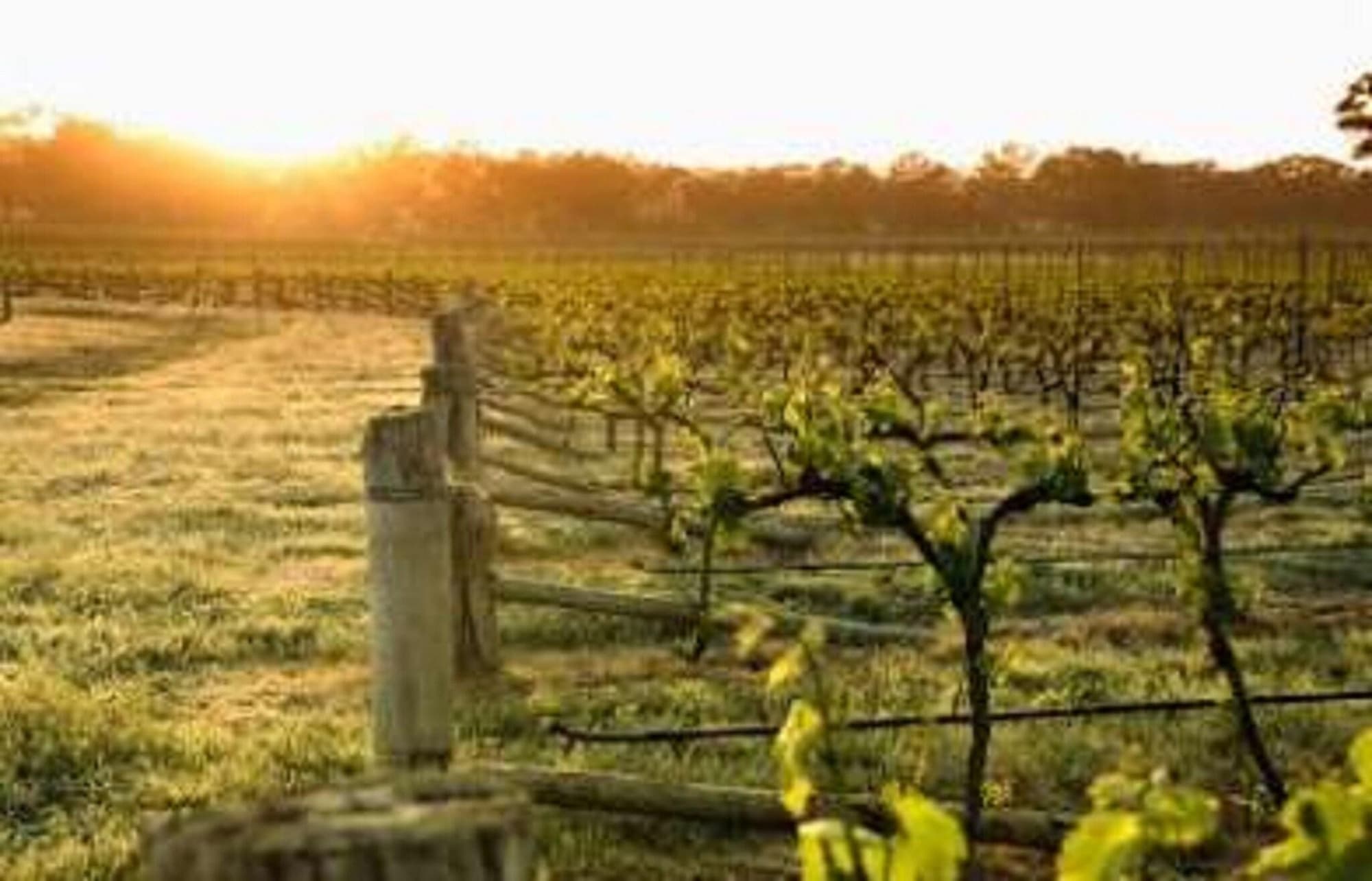 Balgownie Estate Winery Retreat & Restaurant, General view