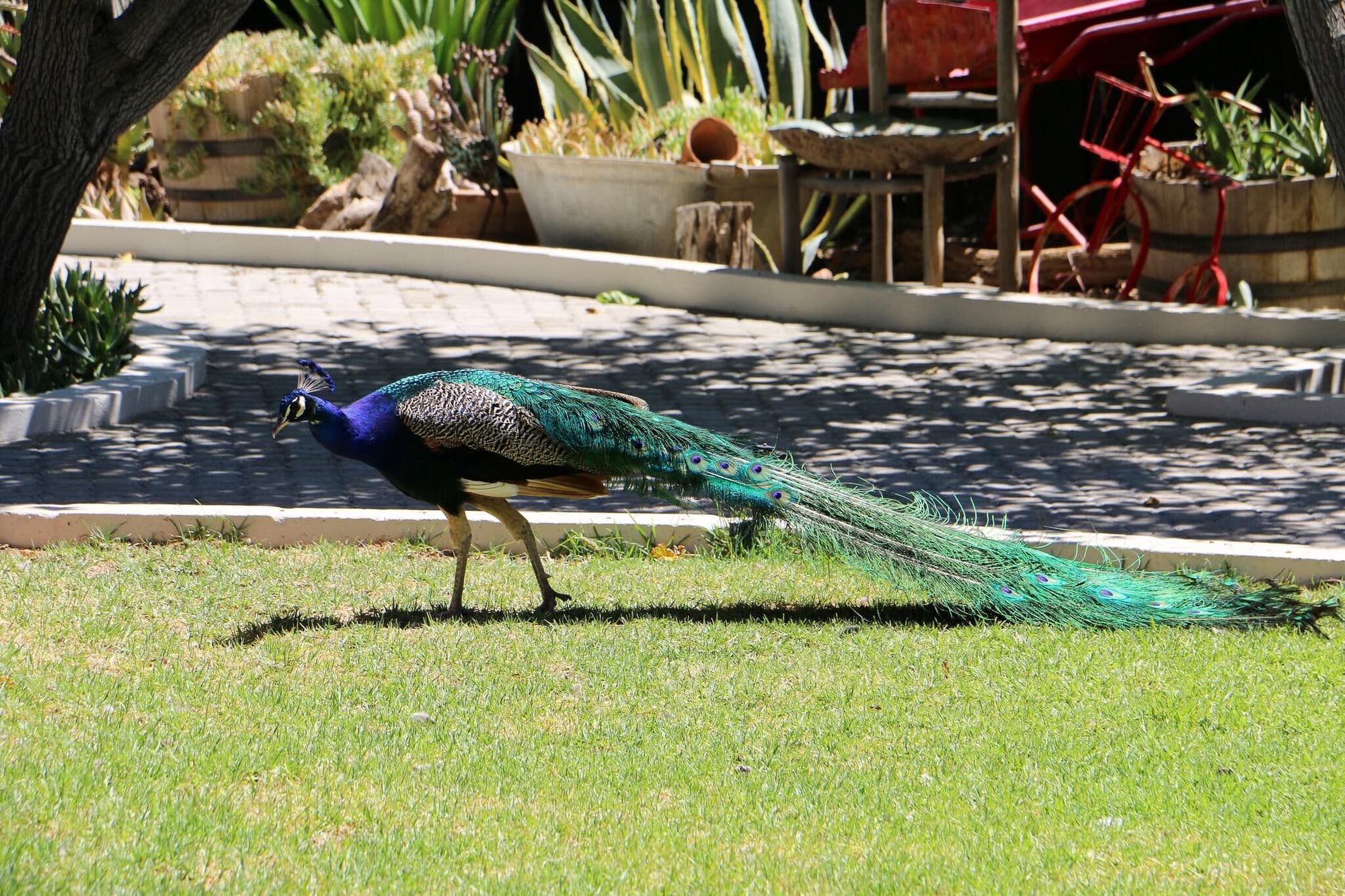 Daisy Country Lodge, General view