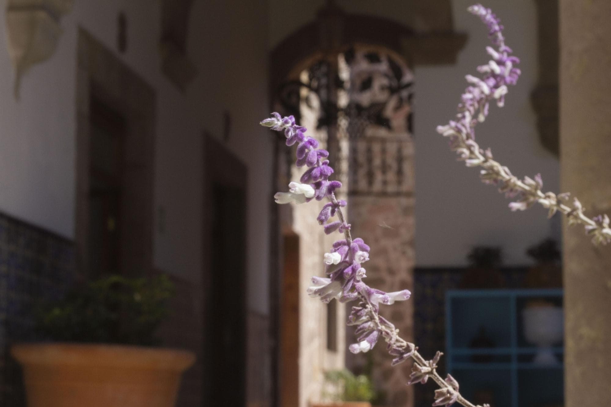 NaNa Vida Hotel Morelia, Lobby