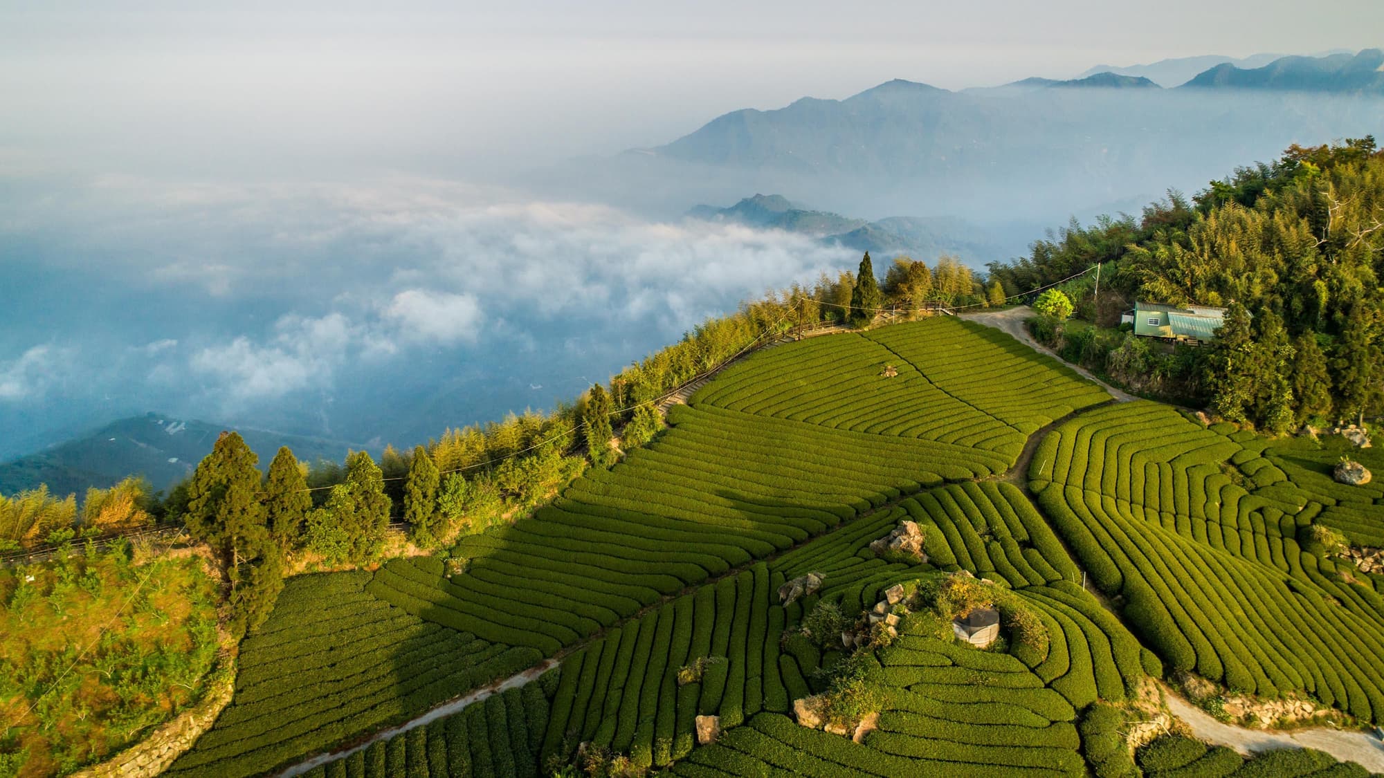 Hotel Indigo Alishan, General view
