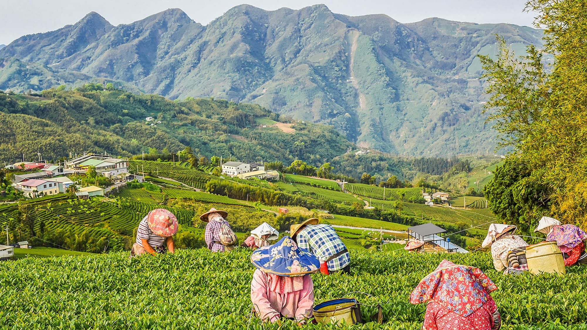 Hotel Indigo Alishan, General view